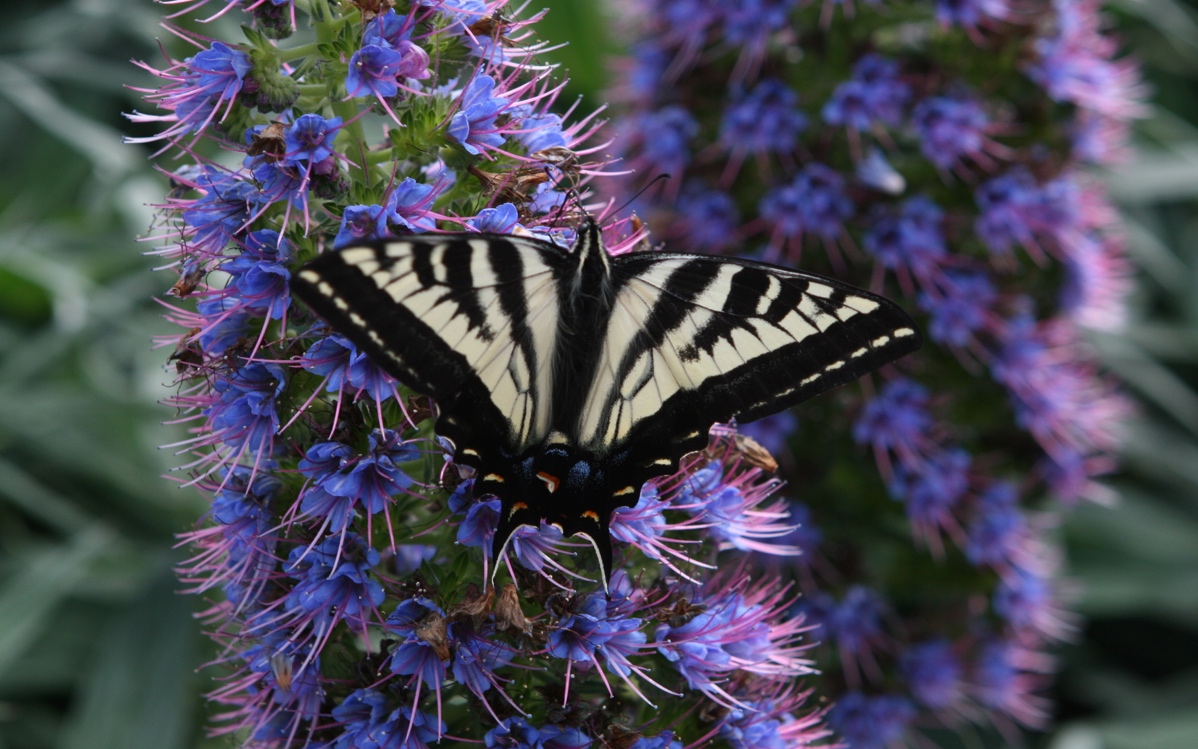 close butterfly 2011.jpeg