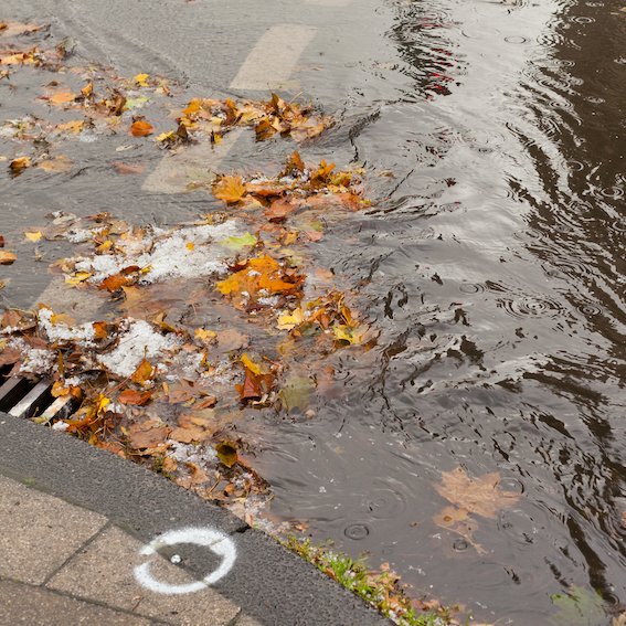 leaves_in_storm-drain.jpg