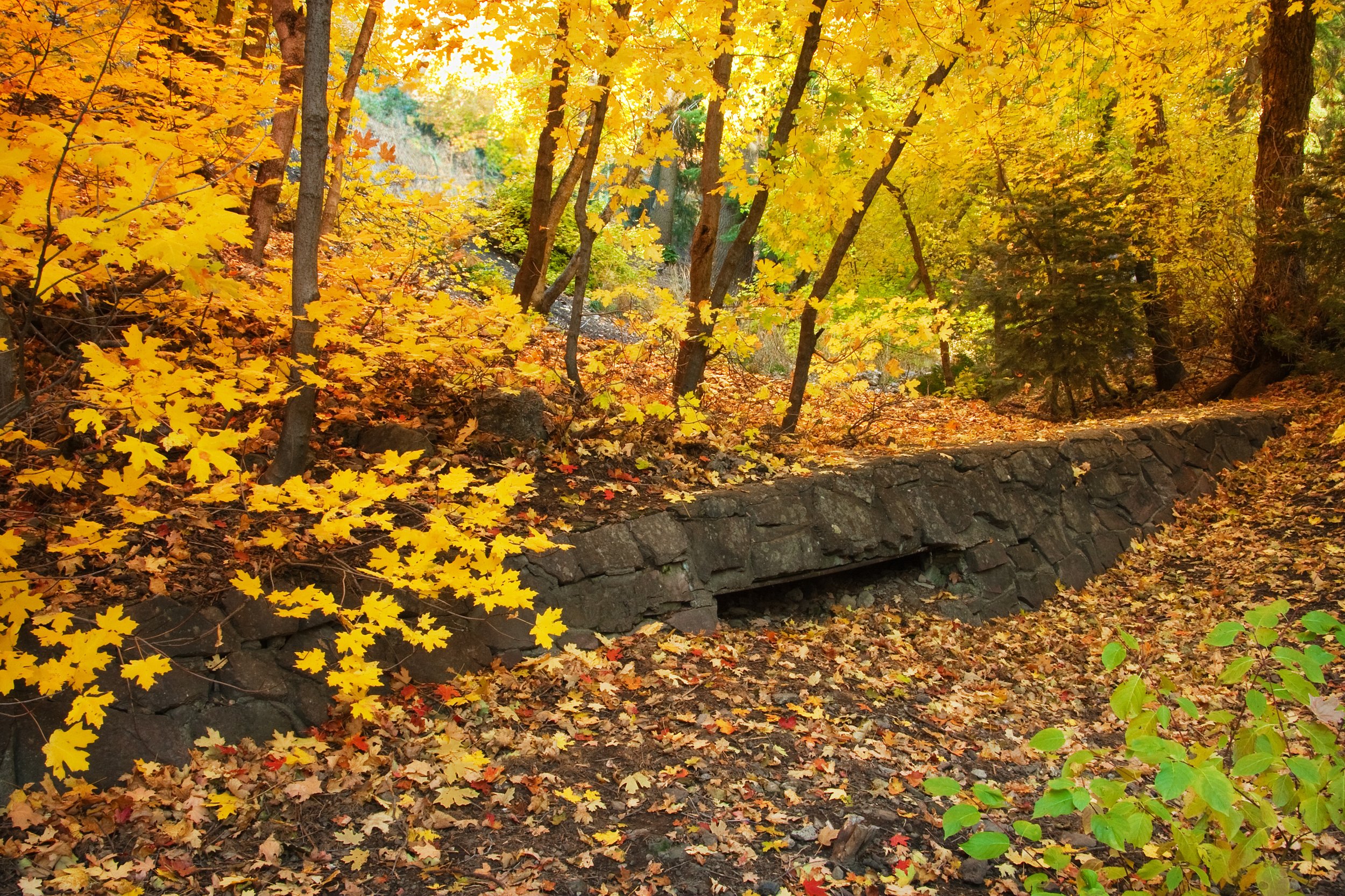 2019-09-24-Millcreek Canyon Autumn Leaves.jpg