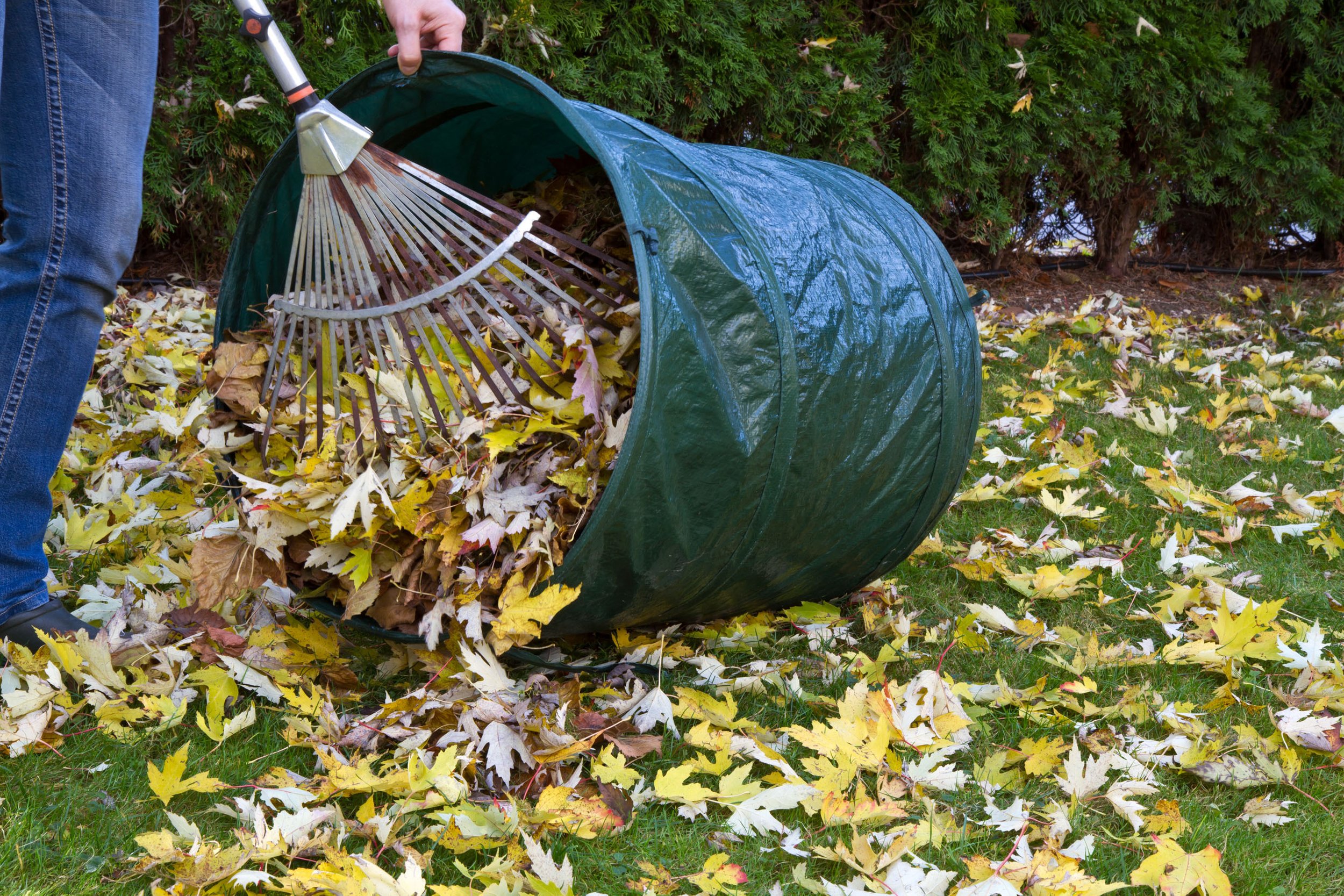 rake and bag leaves.jpg