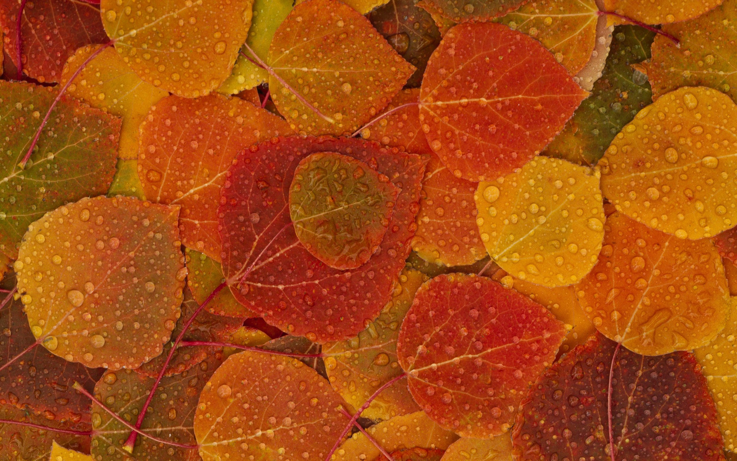 Fall Leaves.jpg