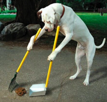 dog scooping poop.png