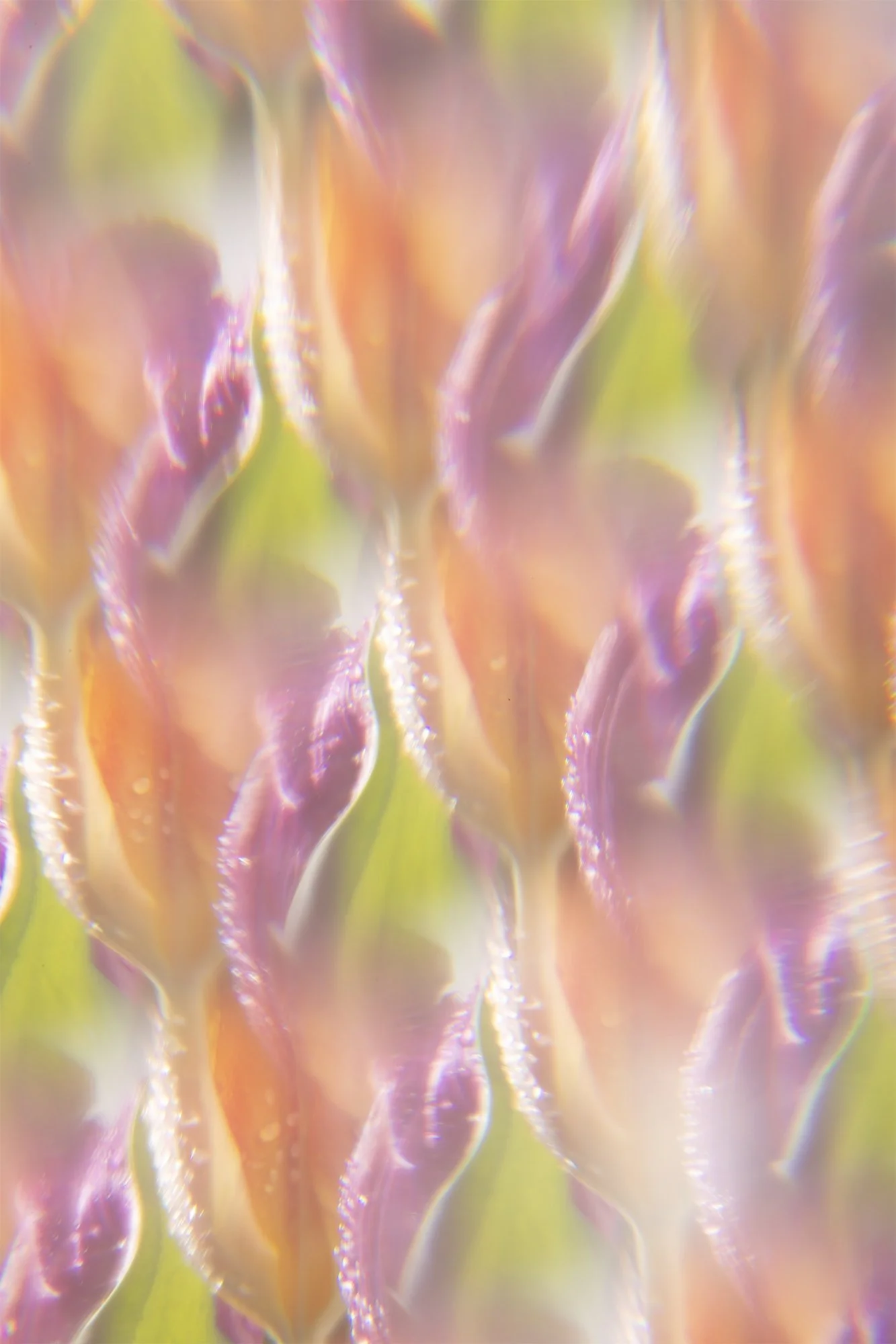 Fleurs-047.jpg