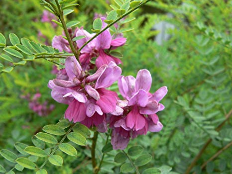 Indigofera tinctoria.jpg