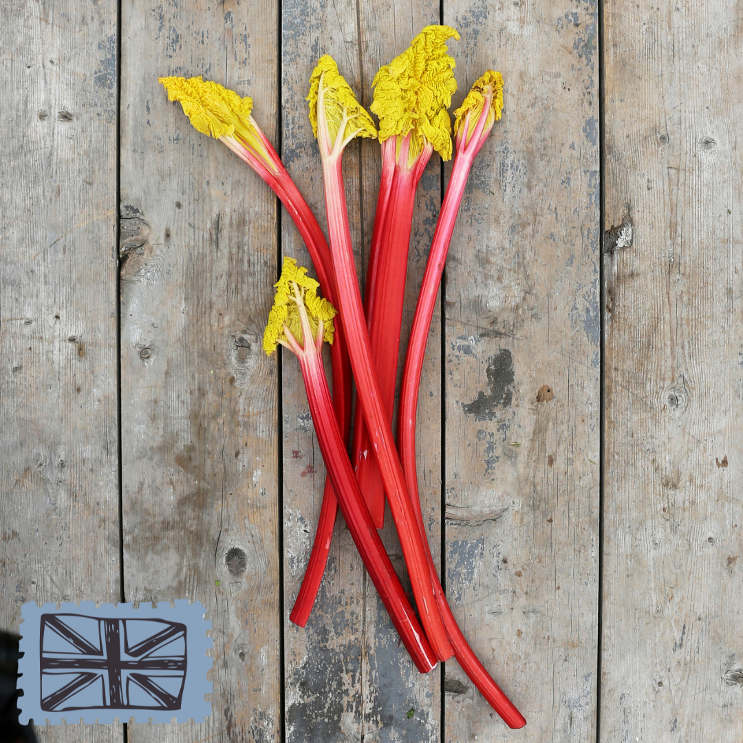 Forced Rhubarb
