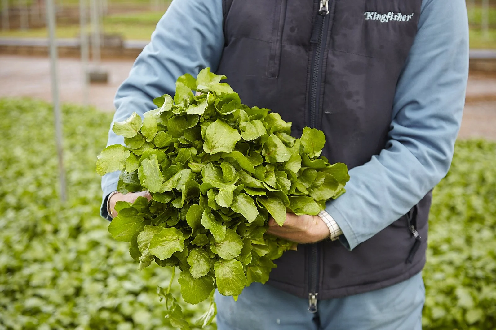 Surrey Day - Kingfisher Watercress Tour