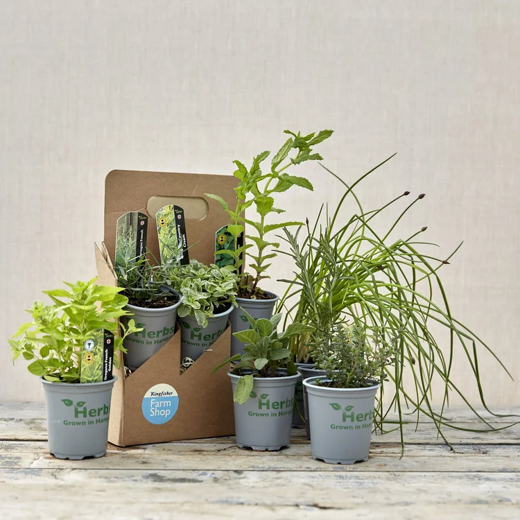 A group of 6 herb plants for your 
culinary garden.

Contains: Mix 1 (Rosemary, Mint, Thyme, Basil, Sage, Chive). 
Mix 2 (2 x Oregano Varieties, Lemon Thyme, Dill, Sage, Tarragon) 
