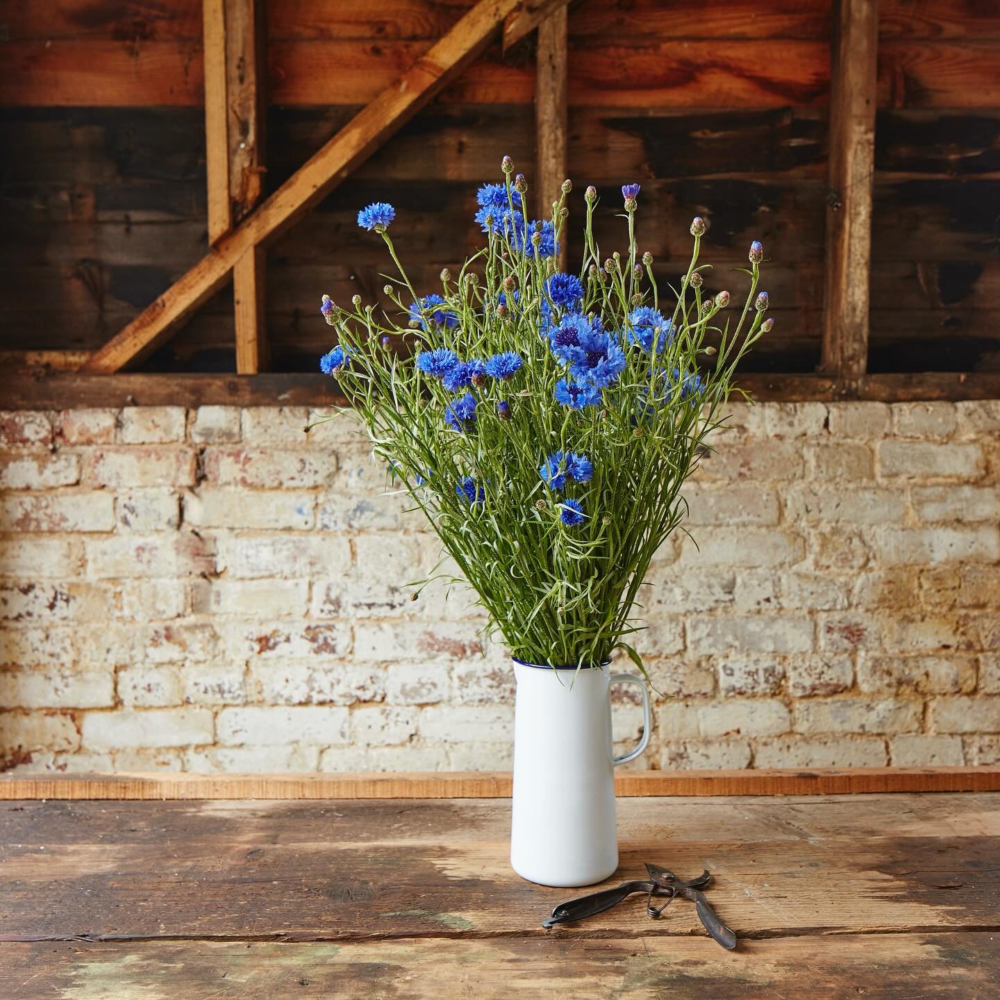 Blue and white is a classic combination. Cornflower is the summertime blue for sure. These blue beauties are grown locally too! 

Enjoy the sunshine!

📸 @stuartovendencreative 

#cornflower 
#bluandwhite
#kingfisherfarmshop