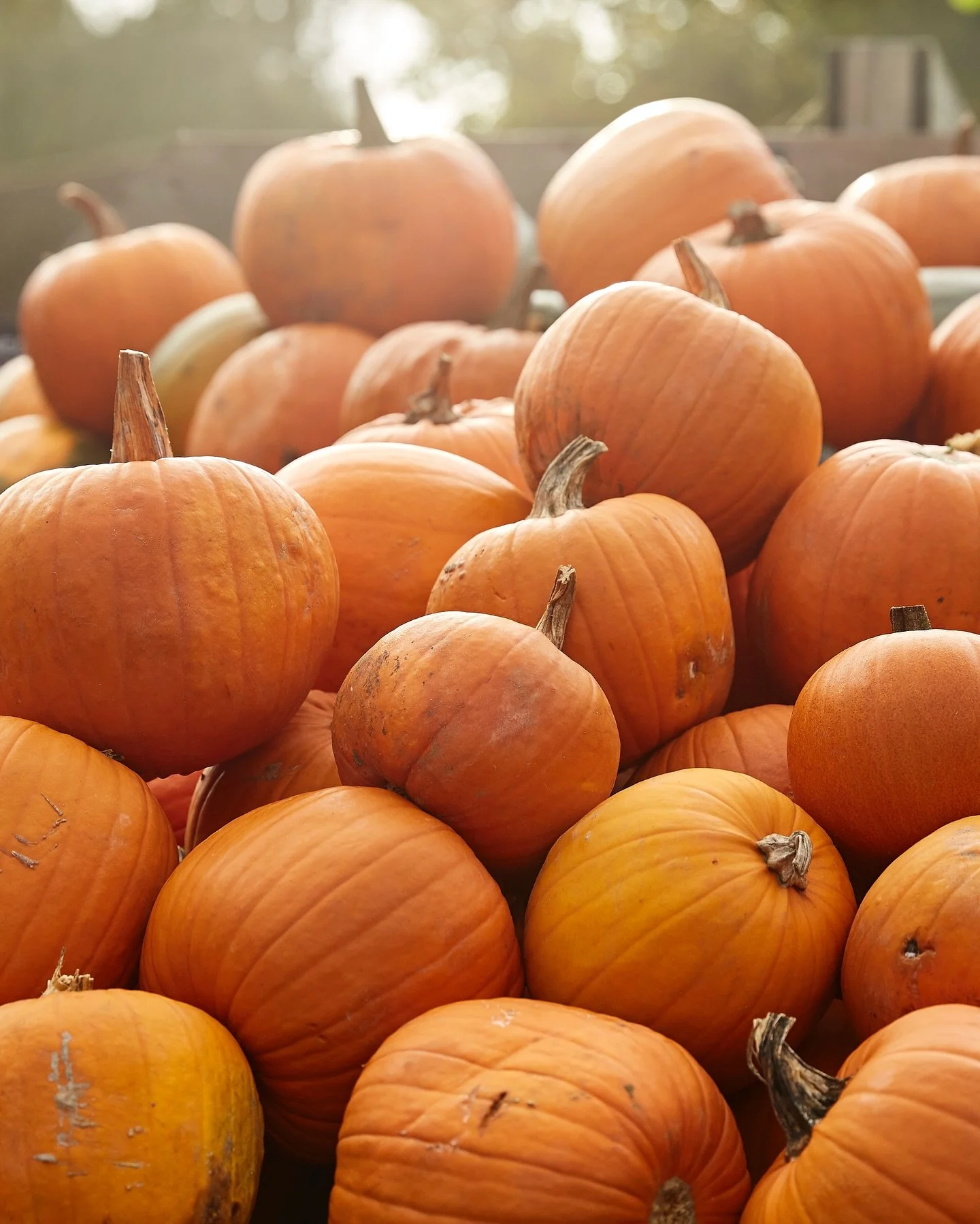 Pumpkin galore! 
Pumpkins have arrived from @secrettsmilford. 
We would love you to share how you use your pumpkin. What’s your favourite recipe with pumpkin? 
#pumpkin 
#hallowween 
#secrettsmilford 
#kingfisherfarmshop
