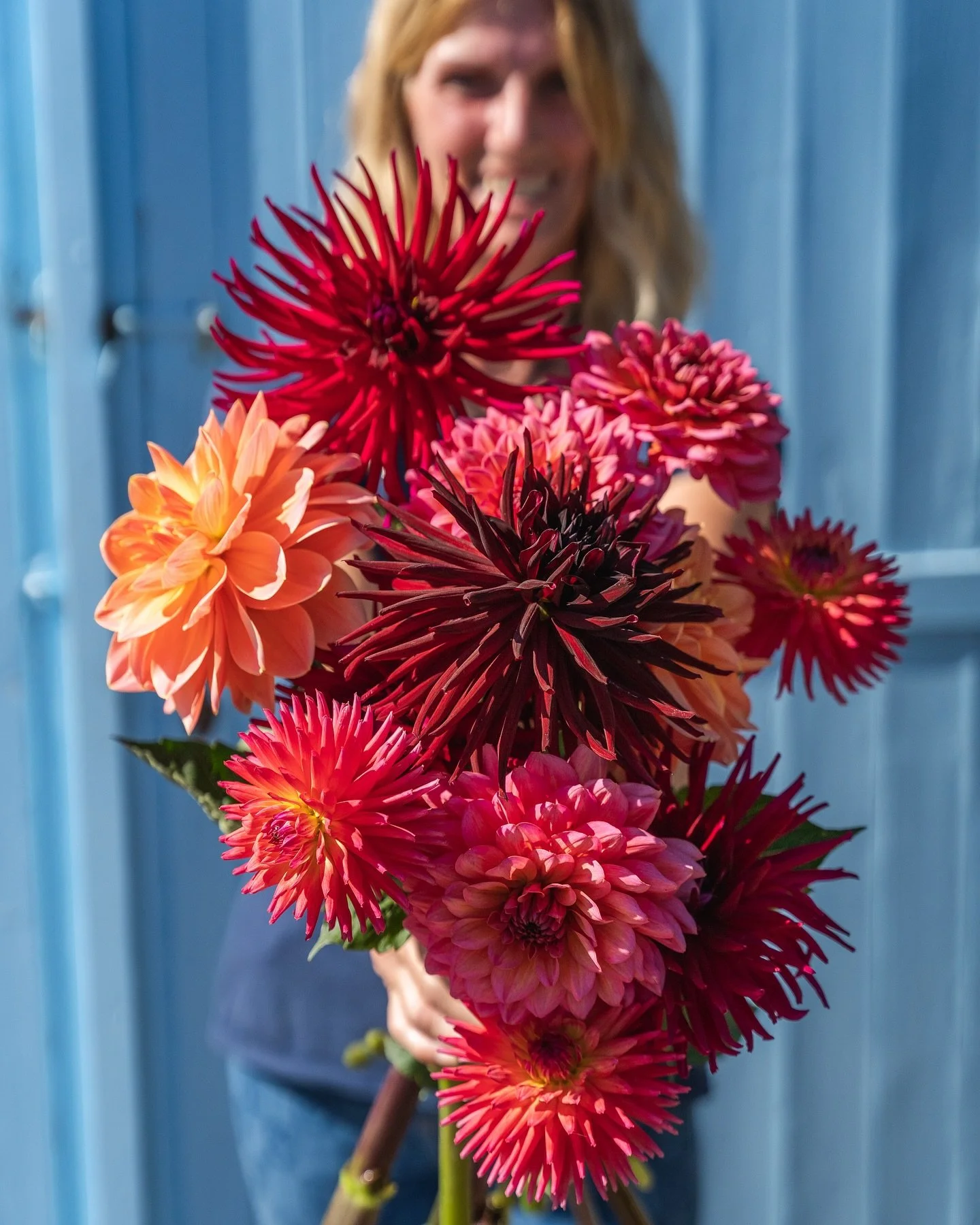 Always amazed by dahlias!
#dahlias 
#locallygrown
#seasonalblooms 
#kingfisherfarmshop