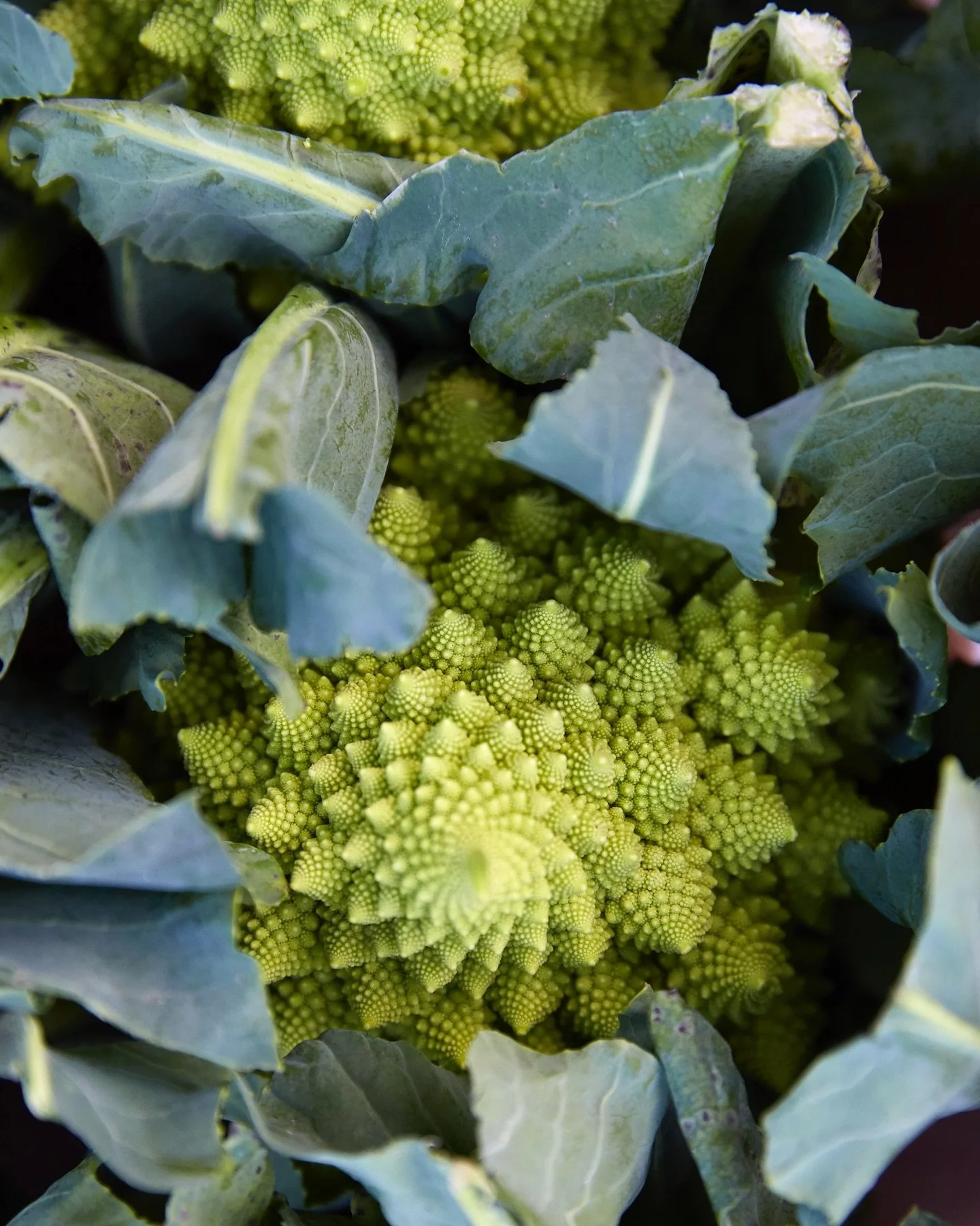 What’s on the menu for your Sunday dinner?
Locally grown romanesco, a lovely alternative to a cauliflower. Apples galore for apple crumble, apple sauce, apple cake. An added little detail with flowers for the table in a tall @falconenamel tumb