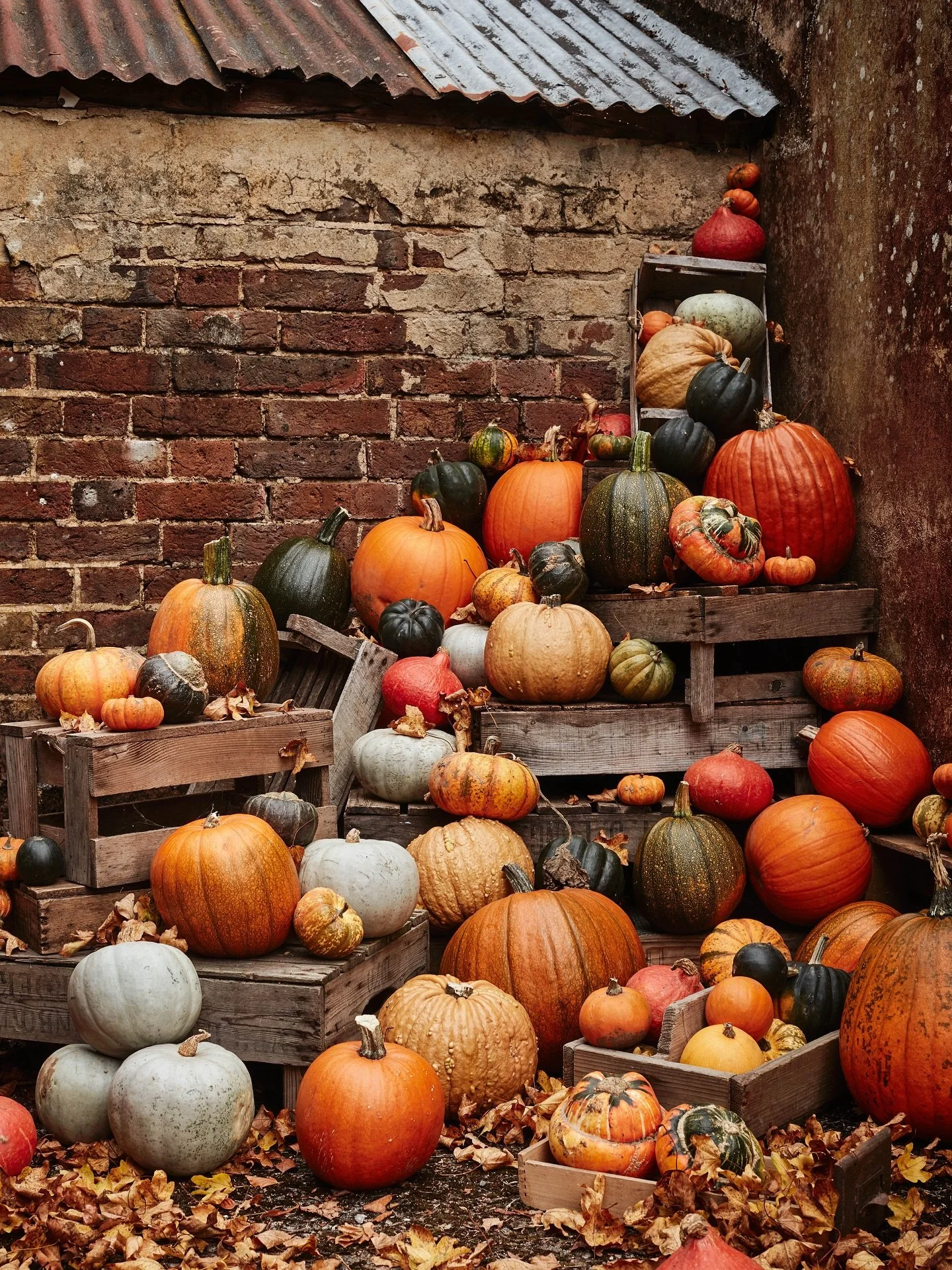 ‘Tis the season for squash and pumpkins. 
Thank you to @secrettsmilford and @bedlamfarmsorganic for all the hard work it takes to grow these beauties.
Thank you to @stuartovendencreative for a fun day yesterday 🧡
What’s your favourite
