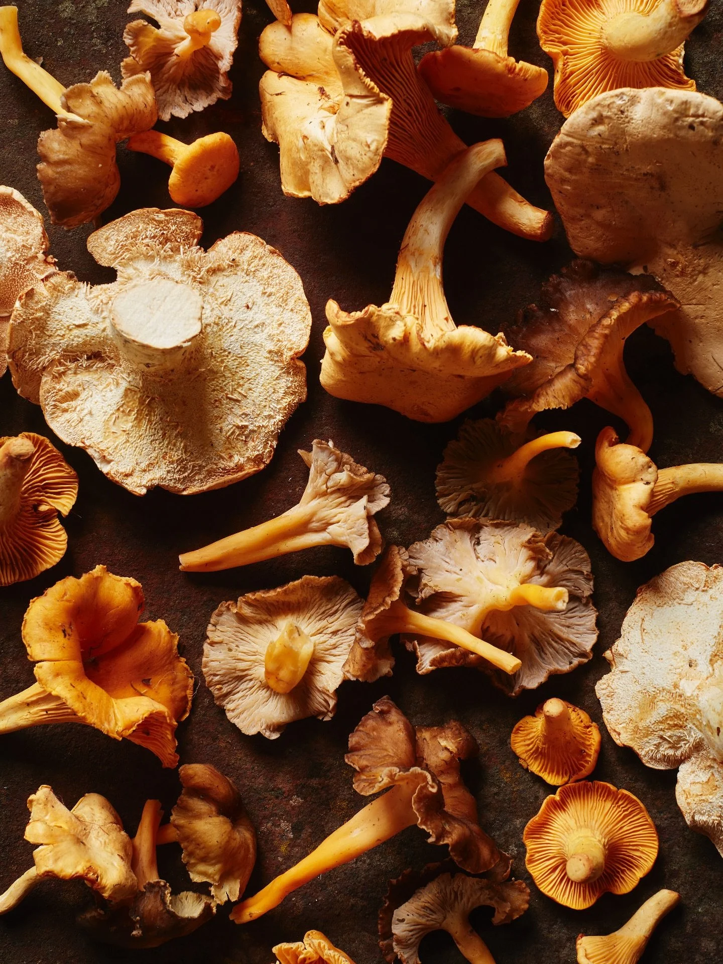 Beautiful wild mushrooms from Scotland by train into London. We have girolles, chanterelles and pied de mouton. 
In addition we have locally grown oyster and lions mane mushrooms. What a collection for you to enjoy. 
📸 @stuartovendencreative 
#mu