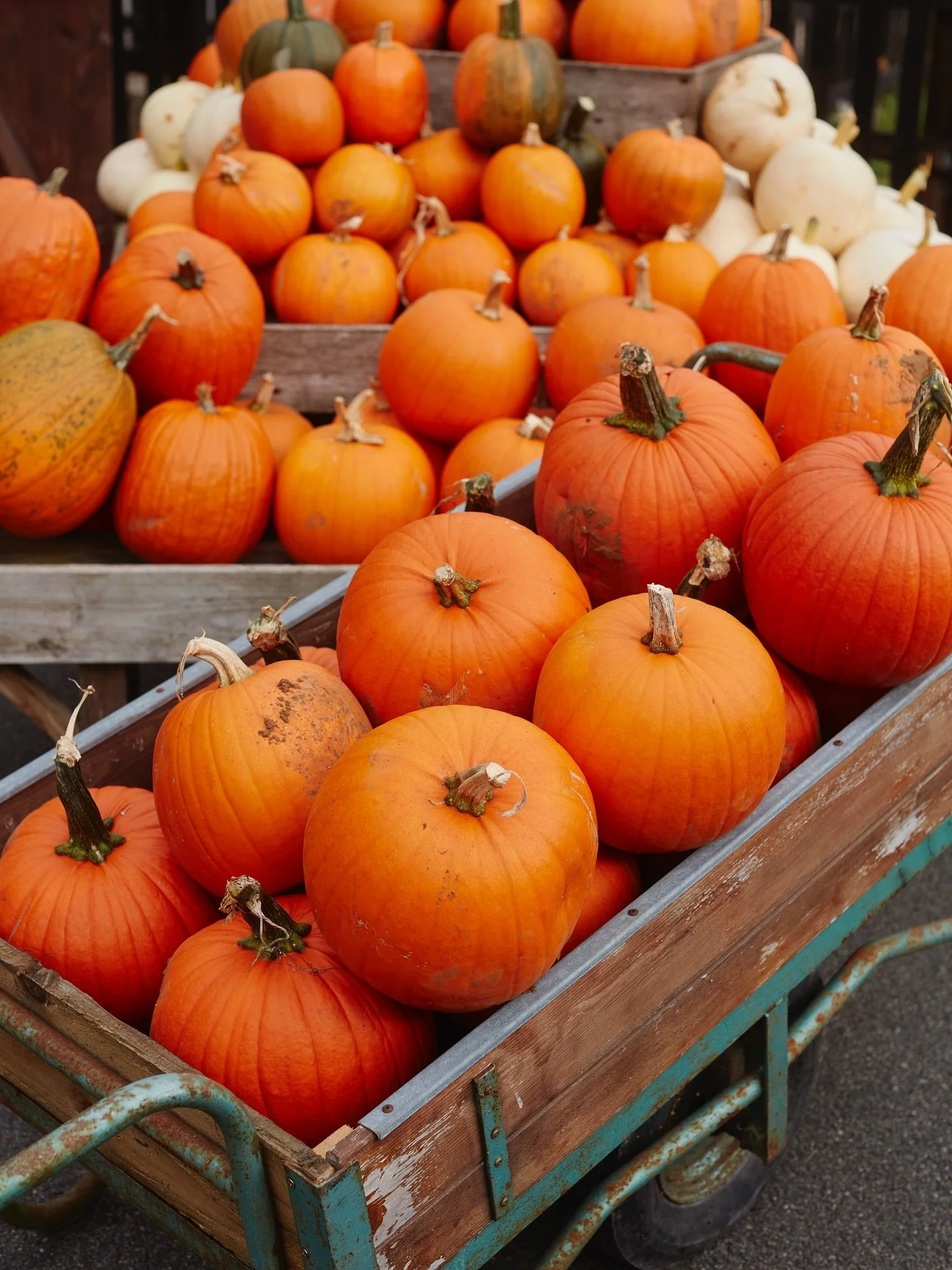 Have you got your pumpkin for Halloween? These beauties are locally grown by @secrettsmilford. 
Have you been cooking with pumpkin? We would love to know what you have been cooking up with pumpkin. Pumpkin soup and pumpkin cake are obvious favourite