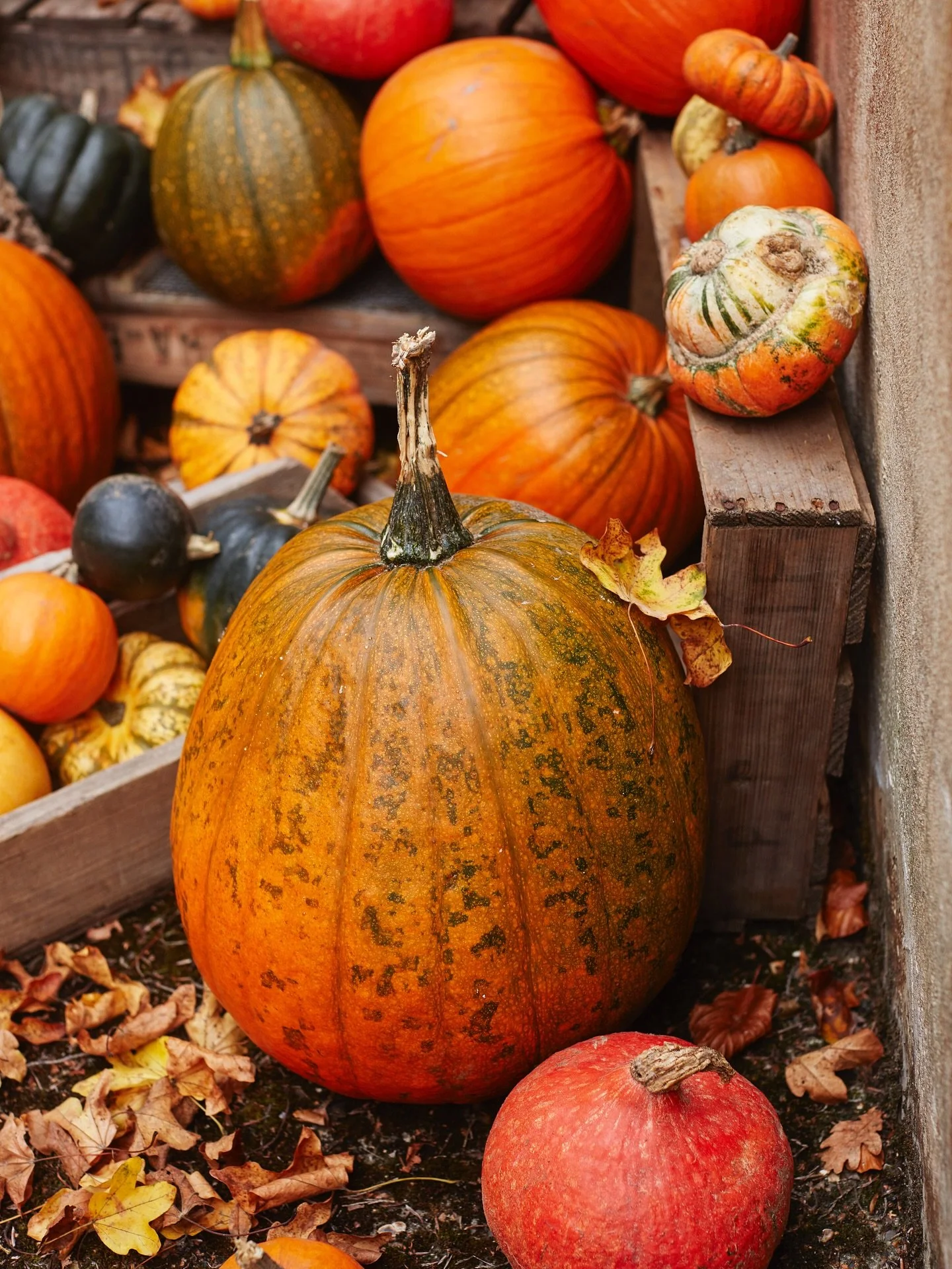 What on the menu with your pumpkin and squash this Halloween?

#pumpkins 
#squash 
#halloween 
#kingfisherfarmshop