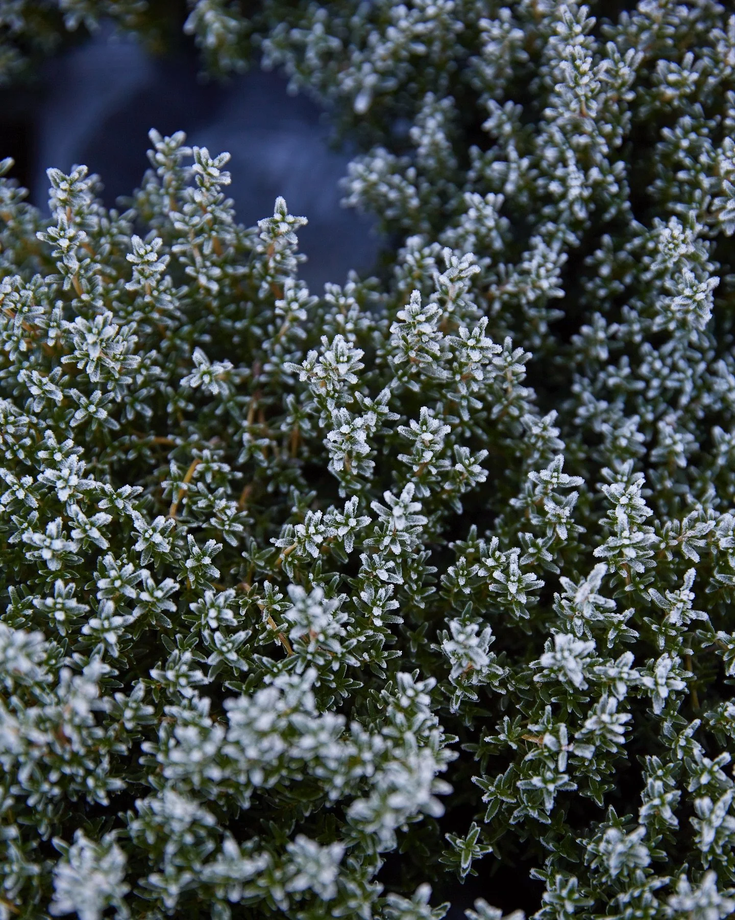 Jack Frost has visited a few times this week!

#frostymorning 
#november 
#kingfisherfarmshop 
#capturingnature 
#jackfrost 
#abingerhammer 
#surreyhillsfarmshop 
#chillymorning 
#changeinweather