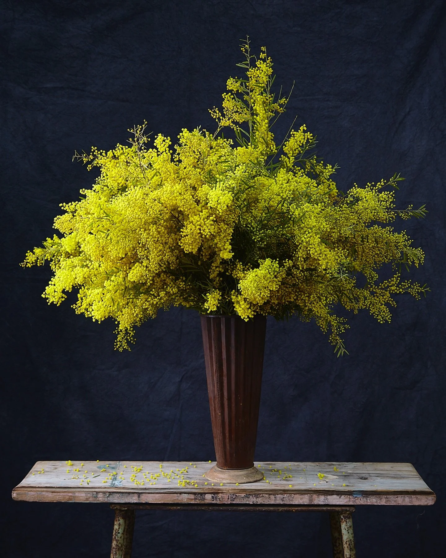 In need of some winter cheer. Mimosa gives you a vase full of sunshine, the perfect antidote to winter blues. 

The Flower Shop is back up and running for all your floral needs. 

Hope everyone is keeping warm. 

#january
#mimosa 
#sunshineinavase 
#