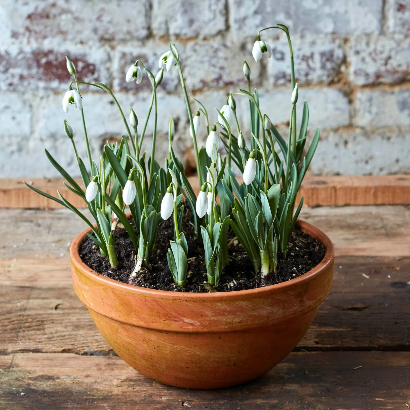 January gives us snowdrops. It&rsquo;s the small things that can brighten the day. 

#snowdrops 
#january 
#kingfisherfarmshop