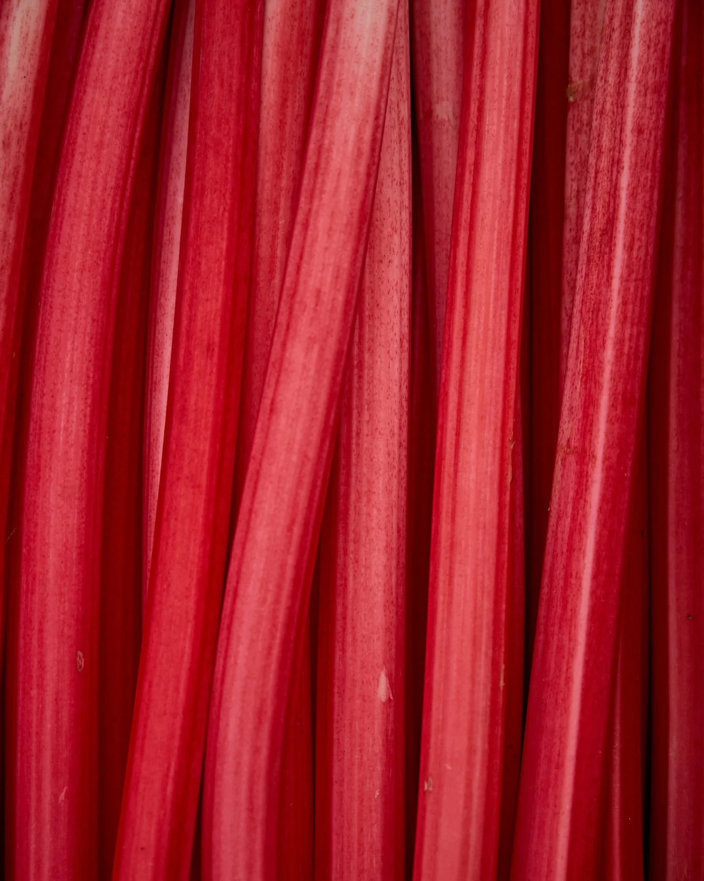 Yorkshire forced rhubarb is here! It&rsquo;s always worth the wait. Tender, sweet pink stalks are a joy at this time of year. Sits in good company with ginger and blood orange in many recipes served savoury or sweet. We have a recipe with mackerel on
