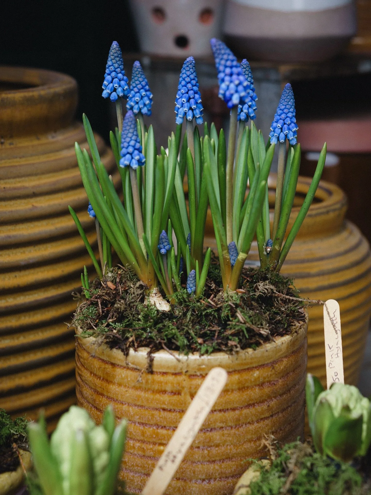 On wet and grey January days we desperately search for signs of spring days ahead. We have pots of muscari, narcissi, hyacinth and snowdrops to fill a pot for the table or windowsill. 

Signs of spring bring a much needed lift to the spirits at this 