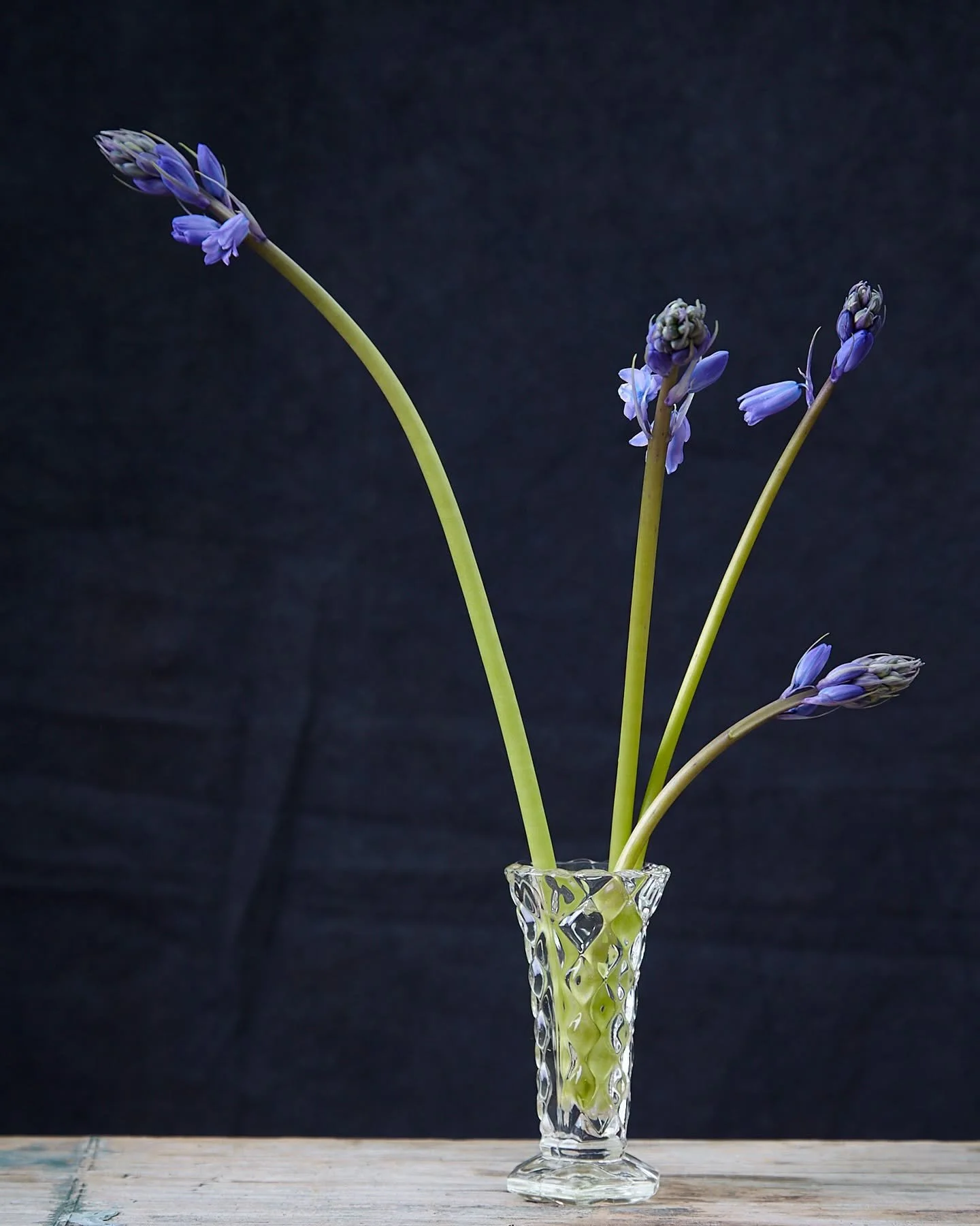 We are enjoying the bluebells as the spread drifts of blue on shady banks and our woodland floors here in Surrey. 

We add Cornish grown Scilla to our bouquets at this time of year to echo our landscape.

Please note do not pick the bluebells. 

#sci
