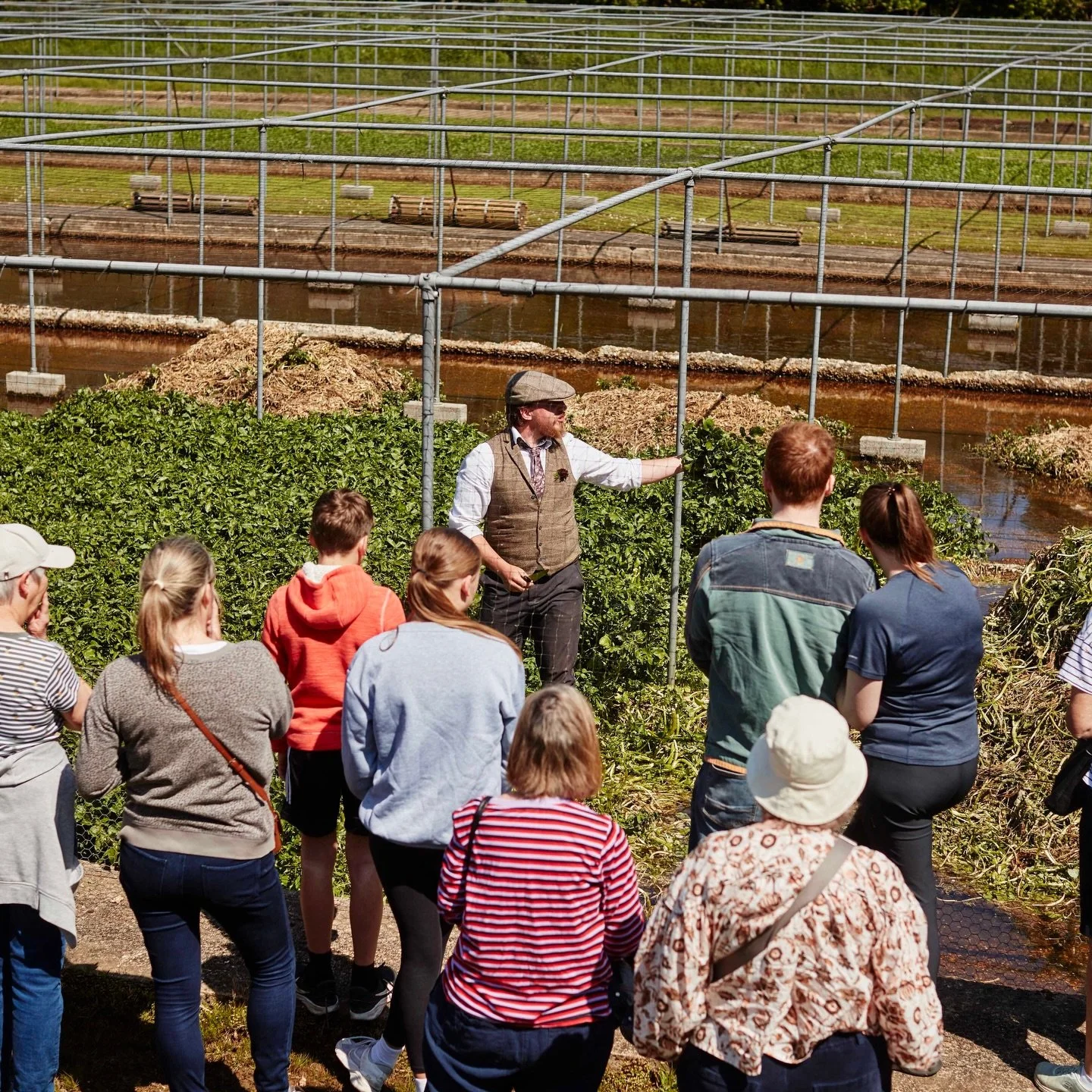 If you would like to learn more about how we grow watercress then take the opportunity to join a watercress tour as part of our Surrey Day celebrations. 

Book your place on our website on our Surrey Day page. 

#surreyday 
#watercresstours 
#kingfis