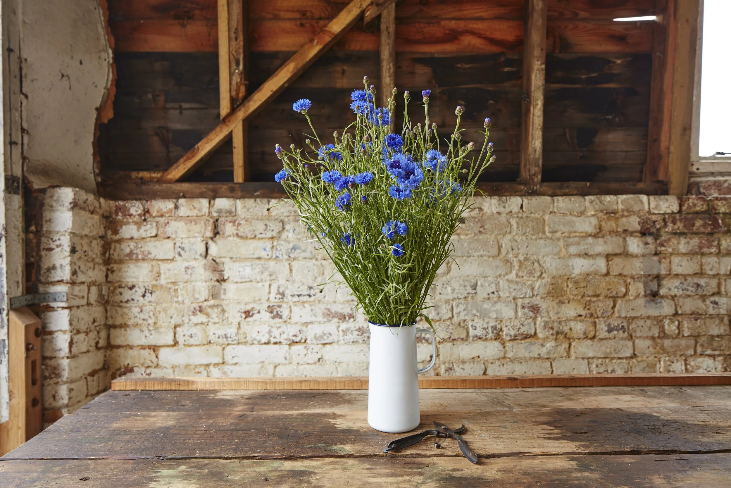 Cornflower Blue*