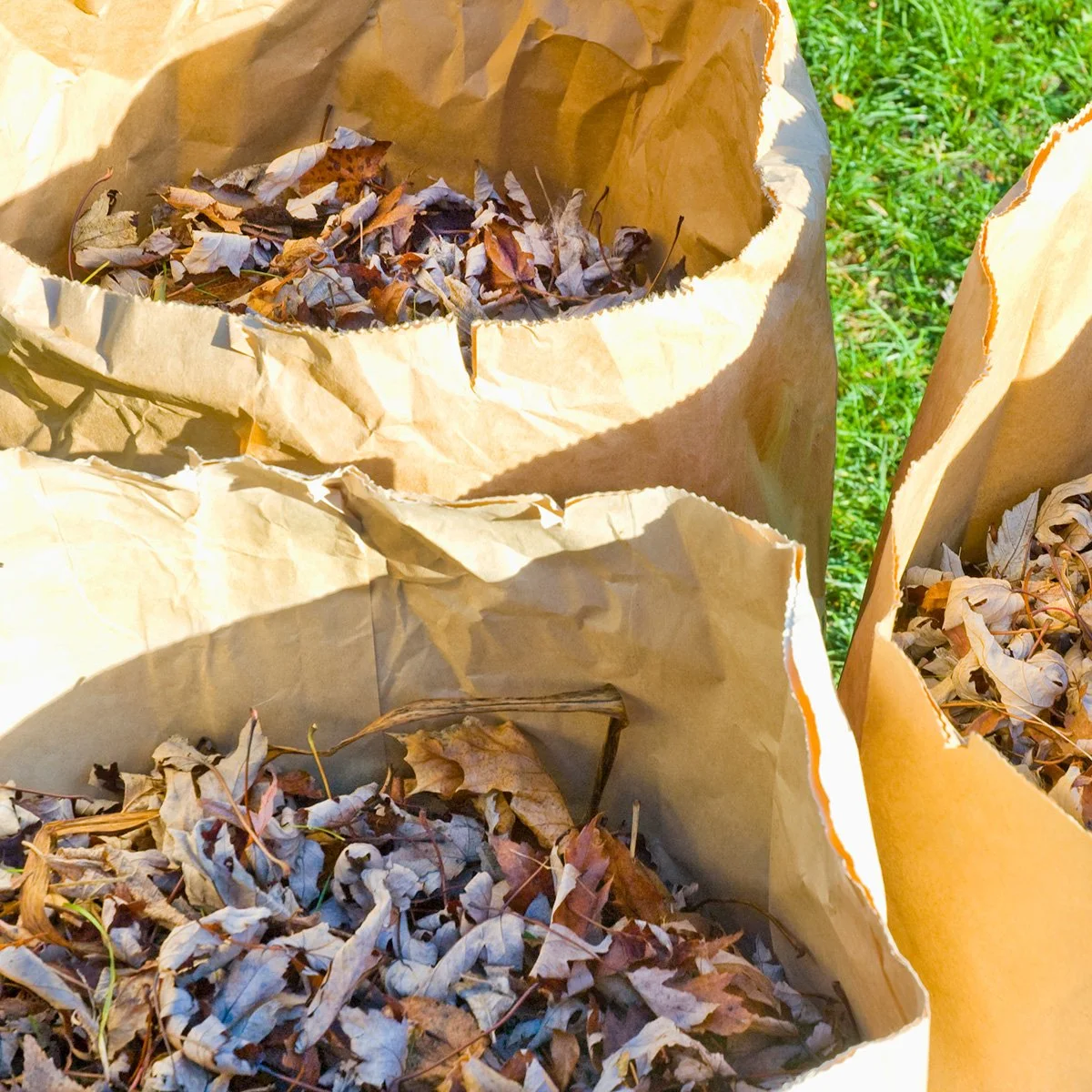 Yard Debris Collection