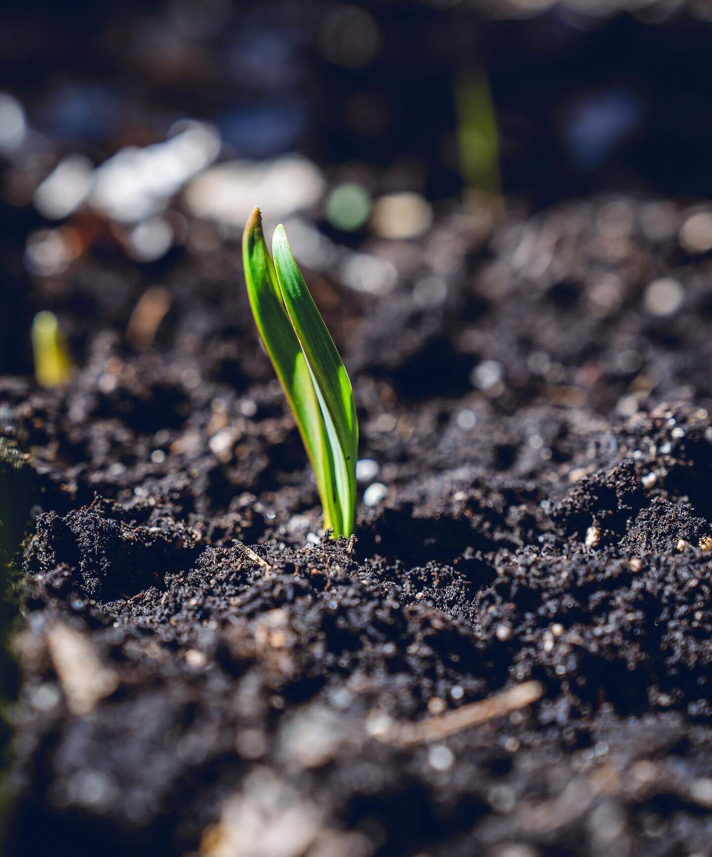 Happy Montana Soil Health Day! 🌱 At YES, we understand the vital role healthy soil plays in nurturing vibrant plant life, including some early April growth that reminds us spring has sprung. Let&rsquo;s continue to compost, nurture, and protect our 