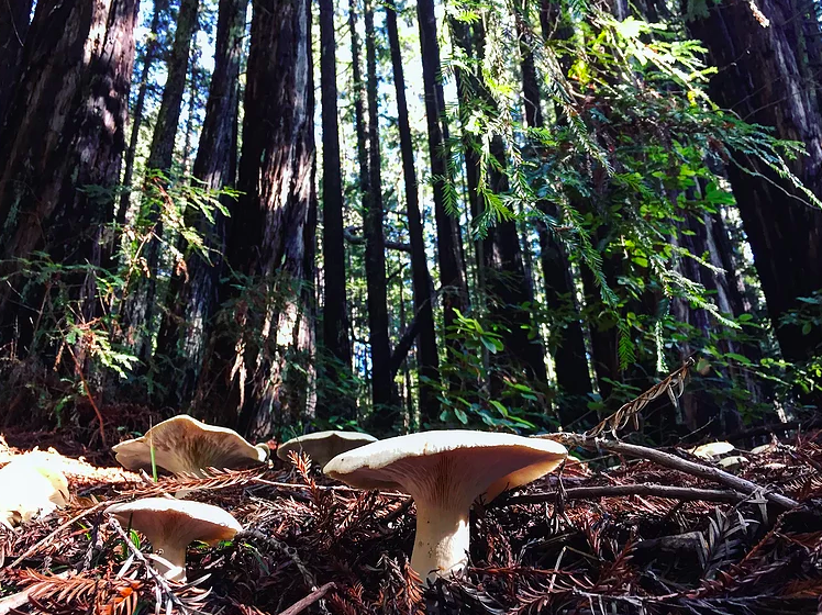  a rant from the redwoods