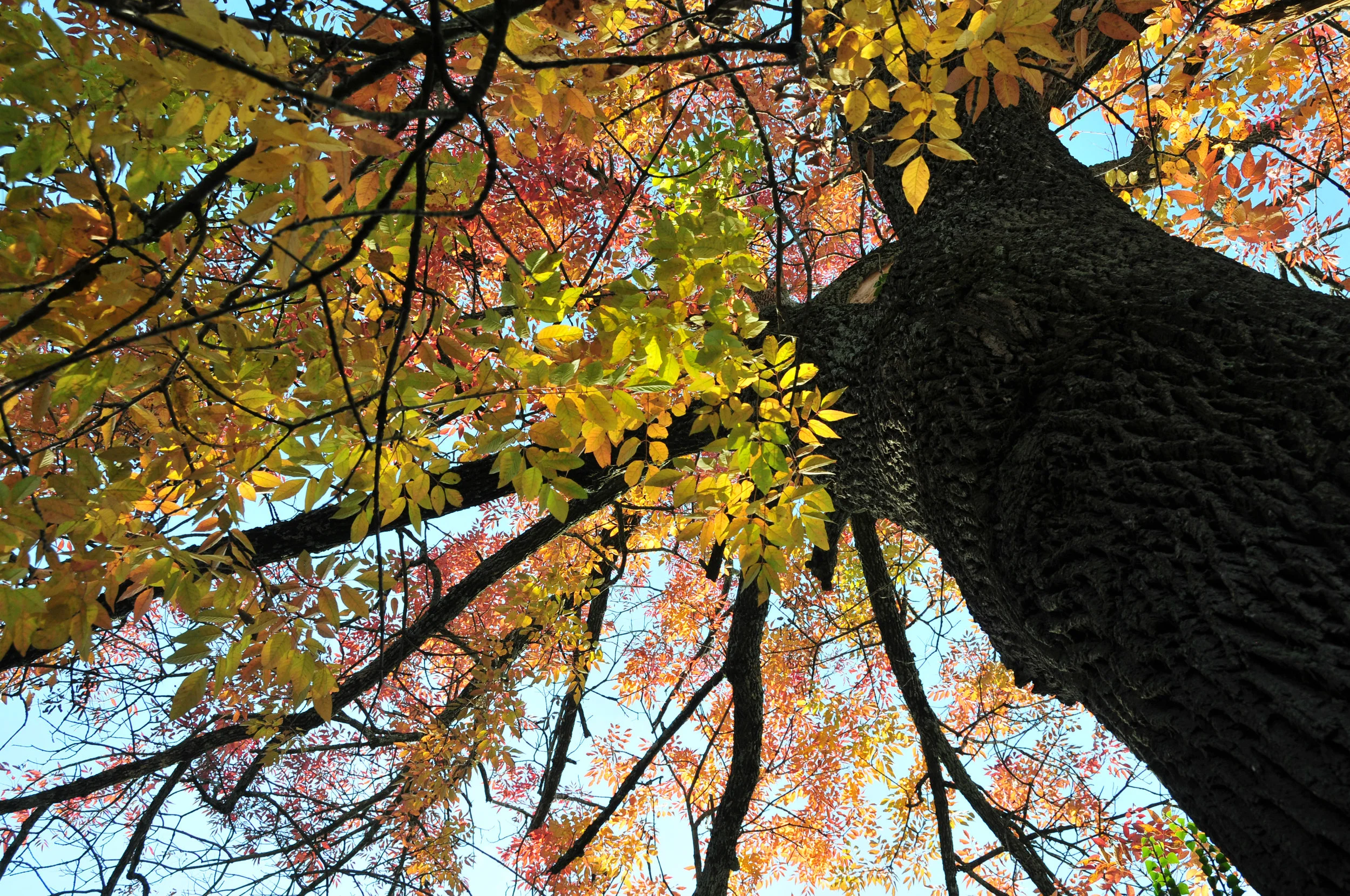 AutumnTree.jpg