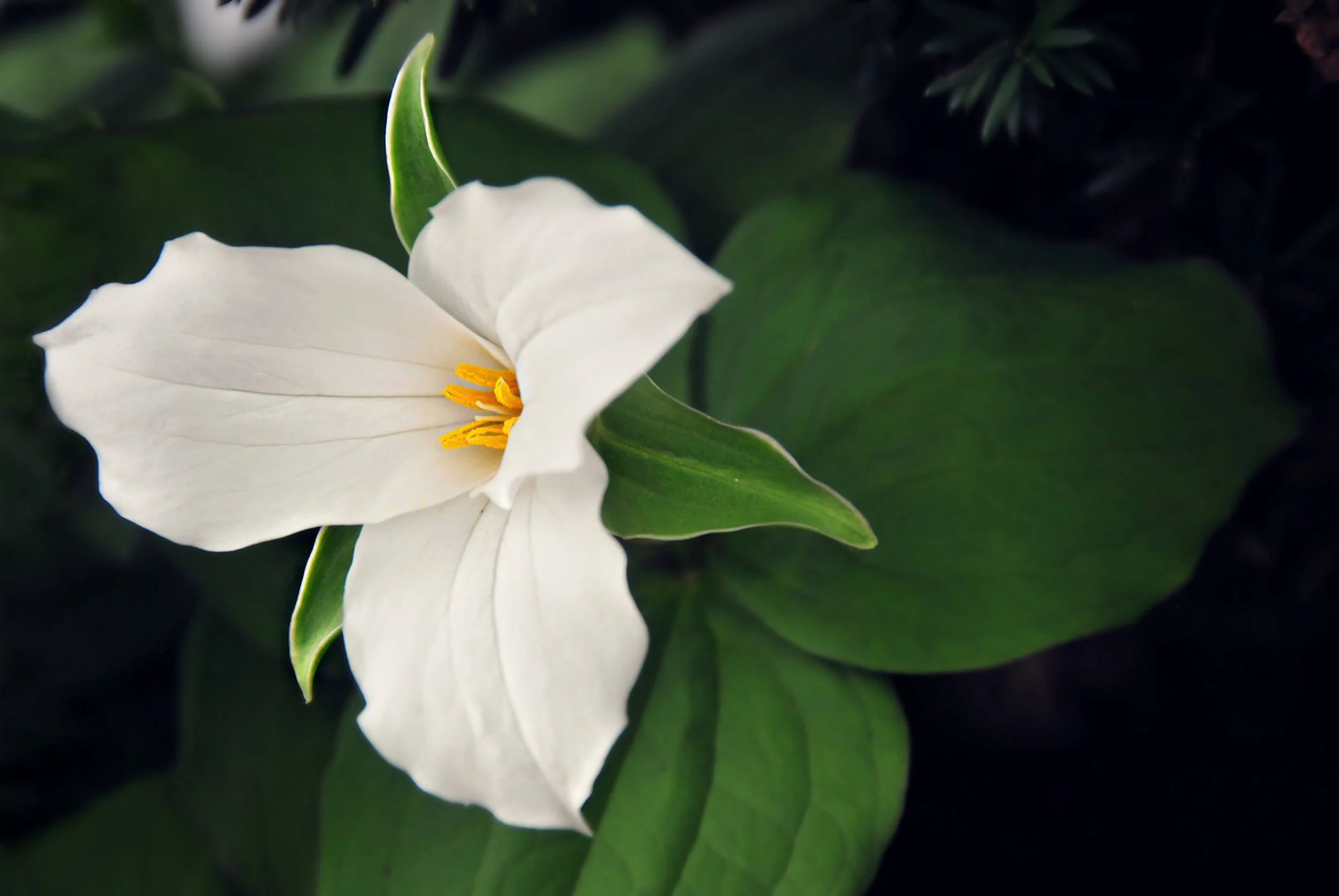 trillium