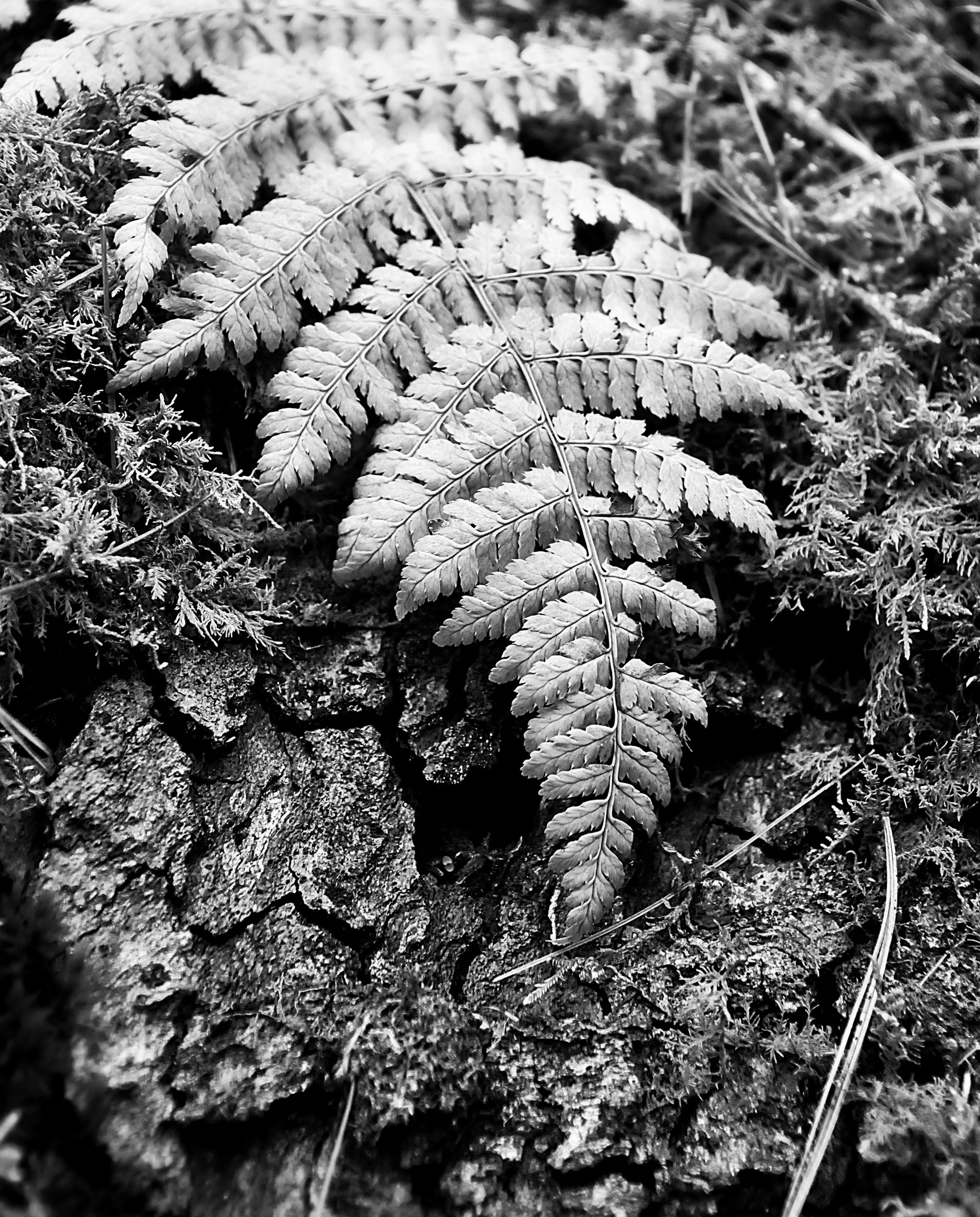 woodland fern