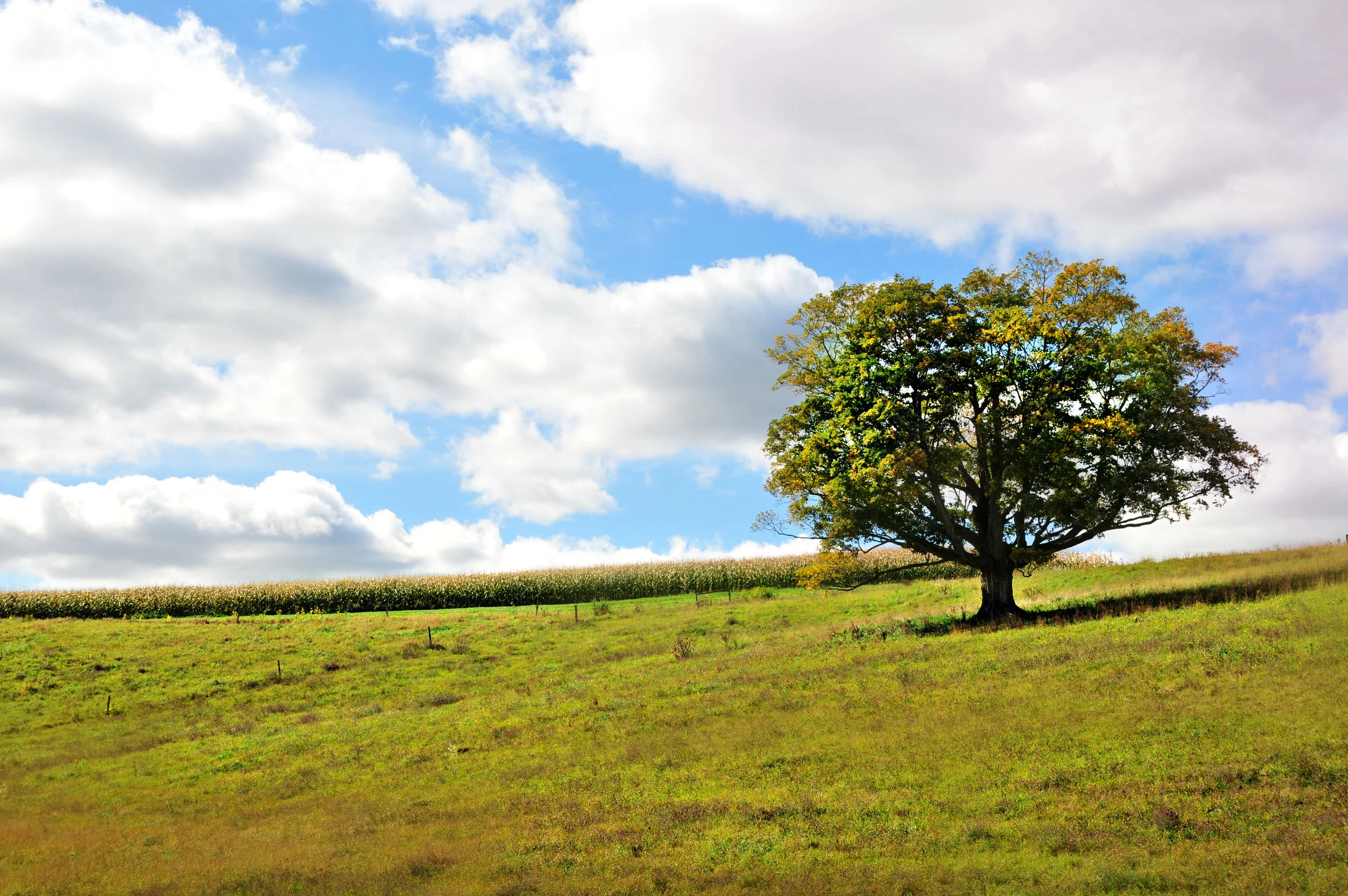 lone tree