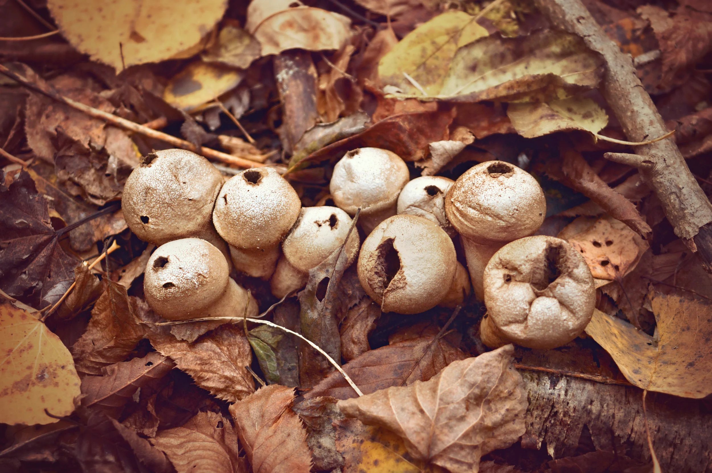 puffballs
