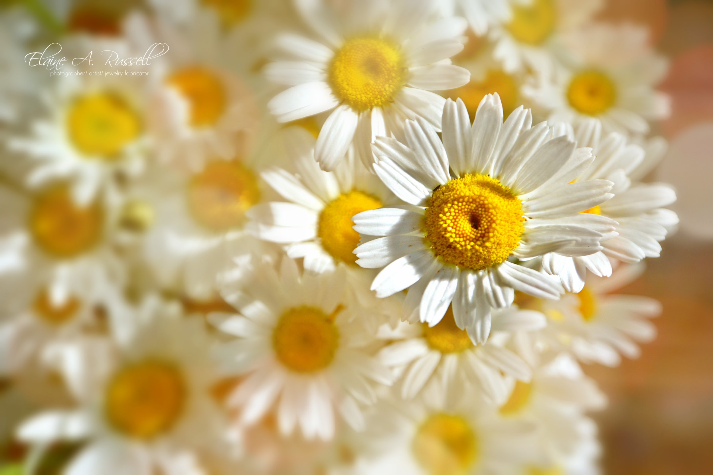 daisy daisy