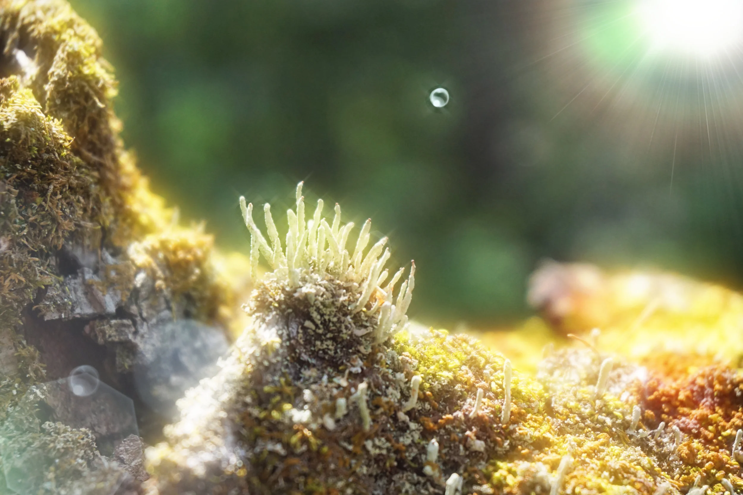 tiny worlds