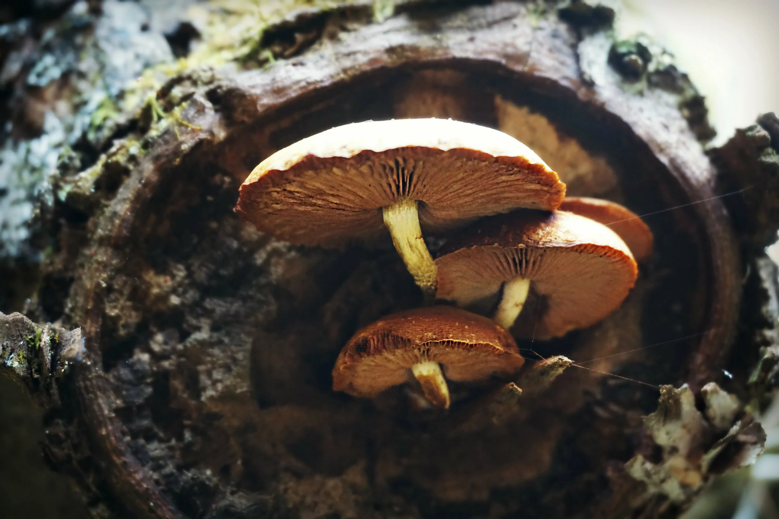 shroom colony