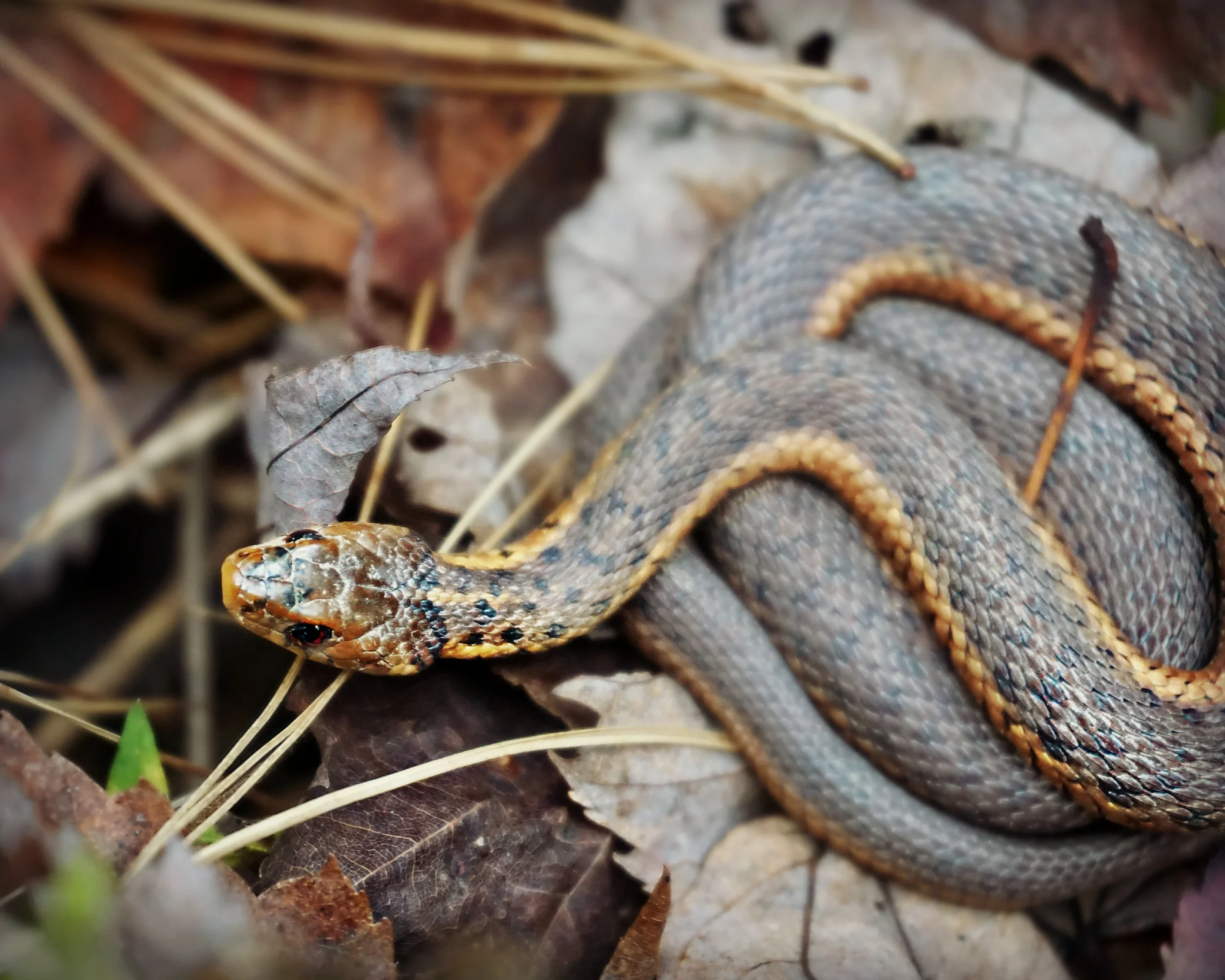 resting snake