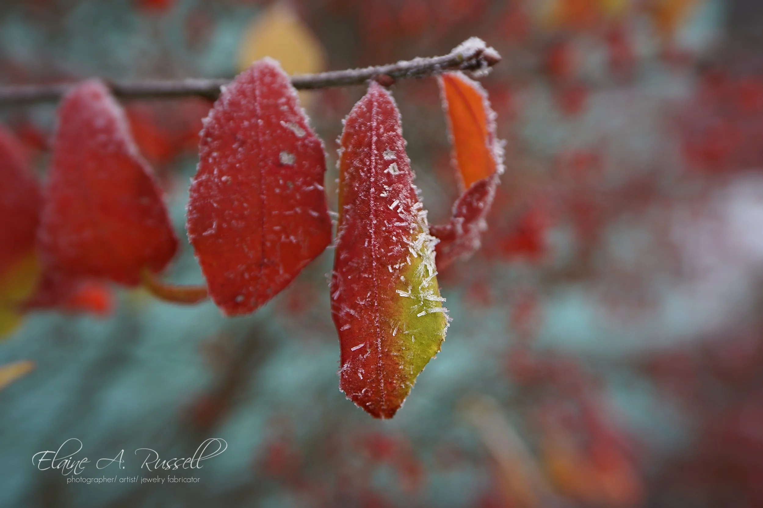 FrostedLeaf2.jpg