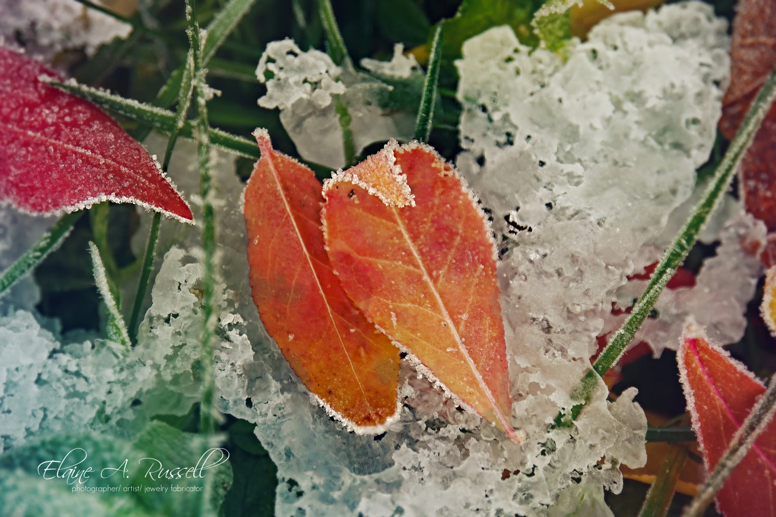LeafOnIce2.jpg