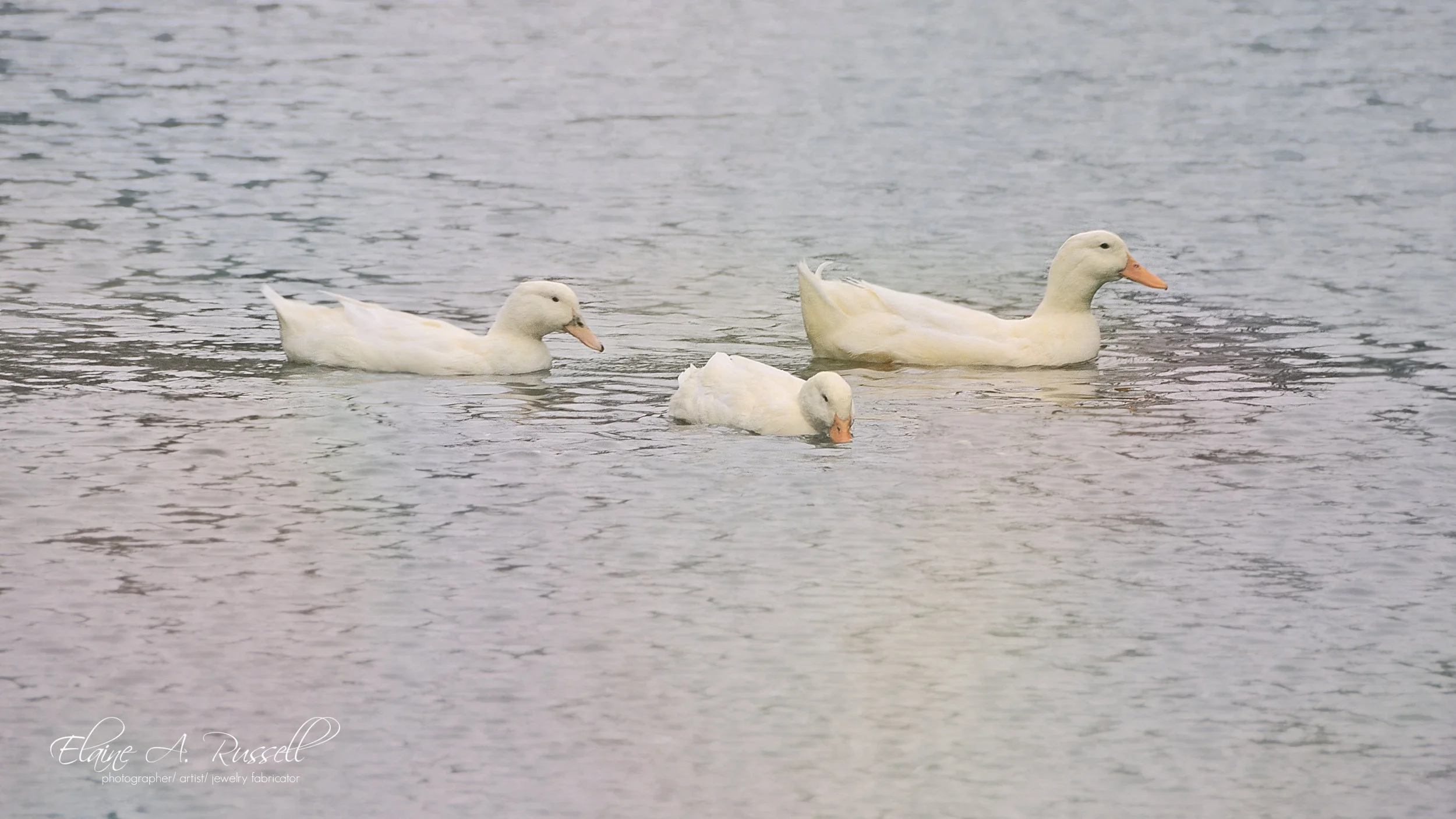geese2.jpg