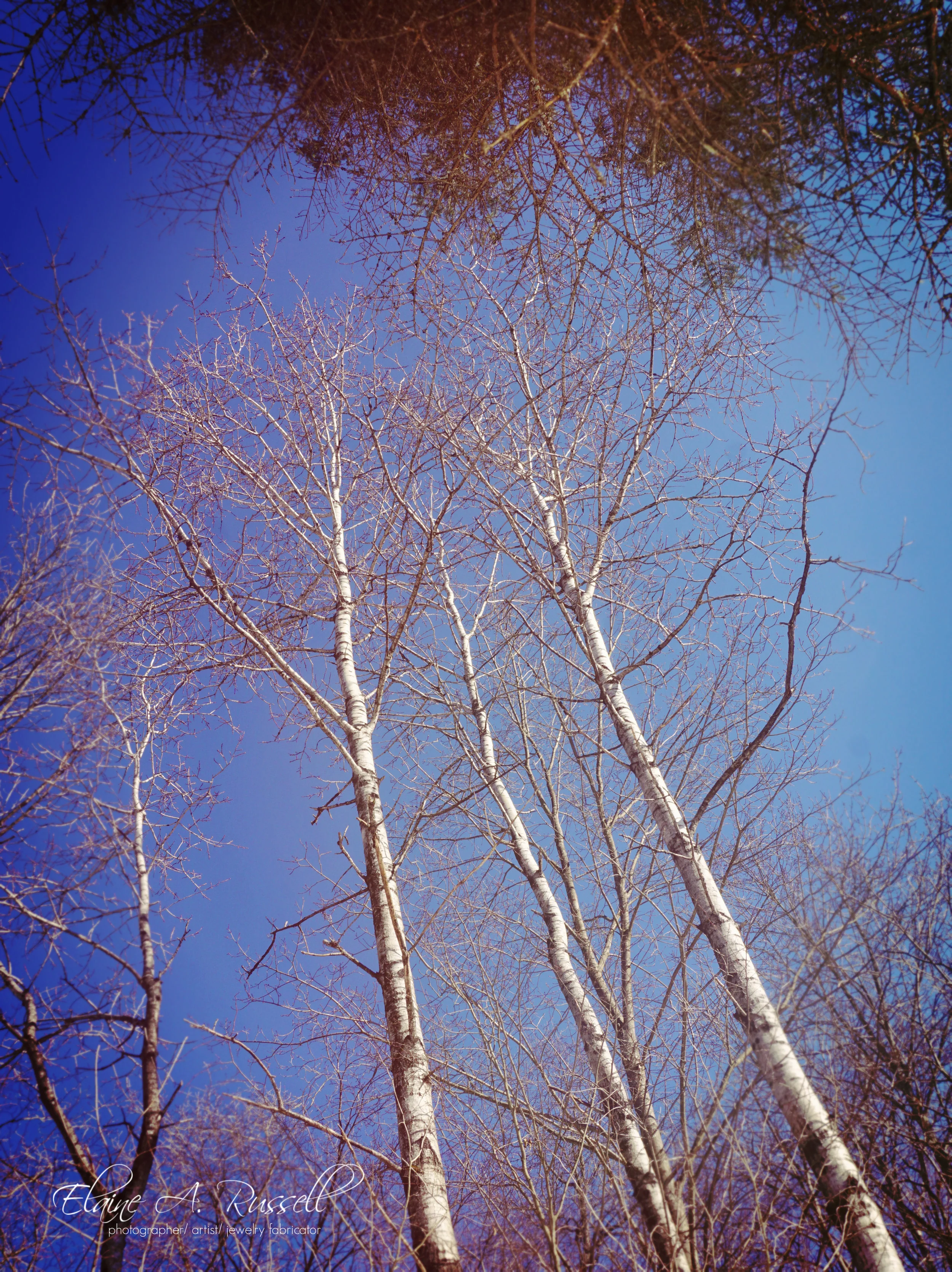 Birch2.jpg
