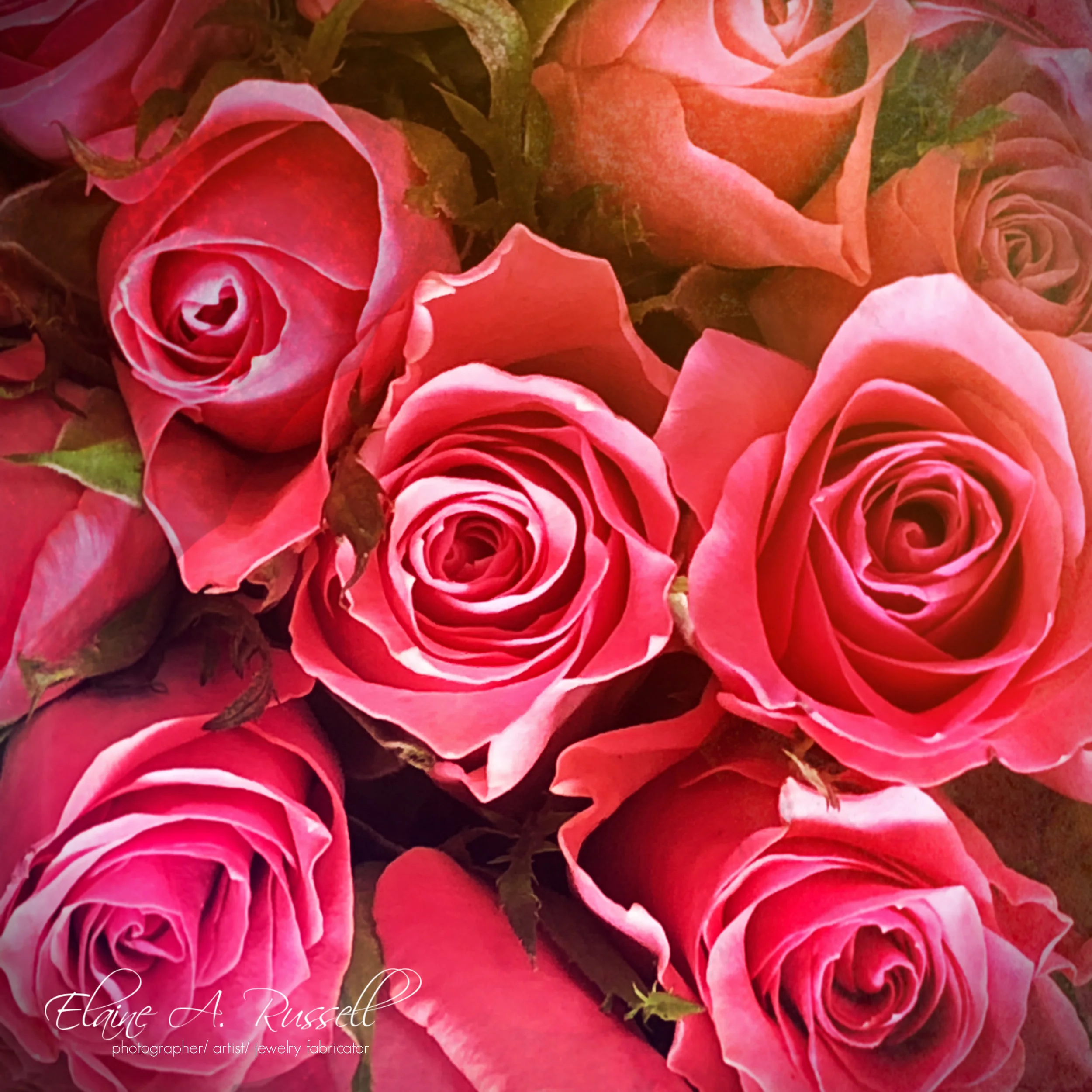 roses2.jpg