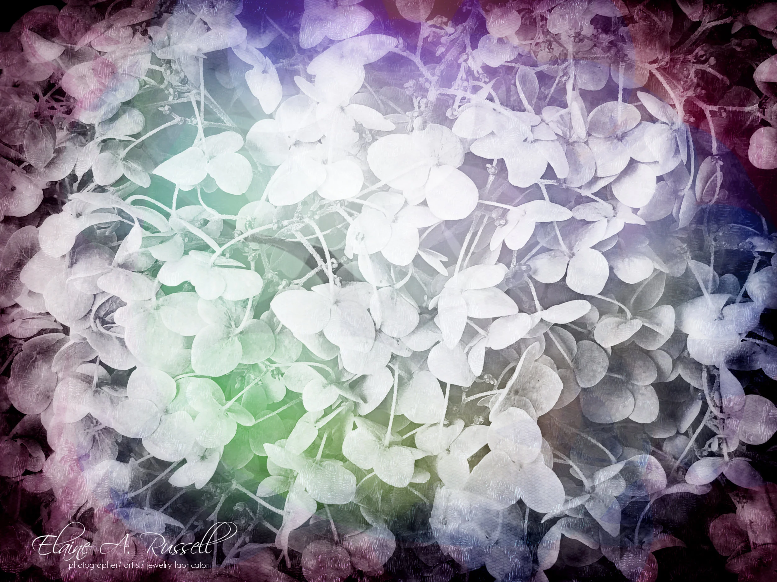 Hydrangeas2.jpg