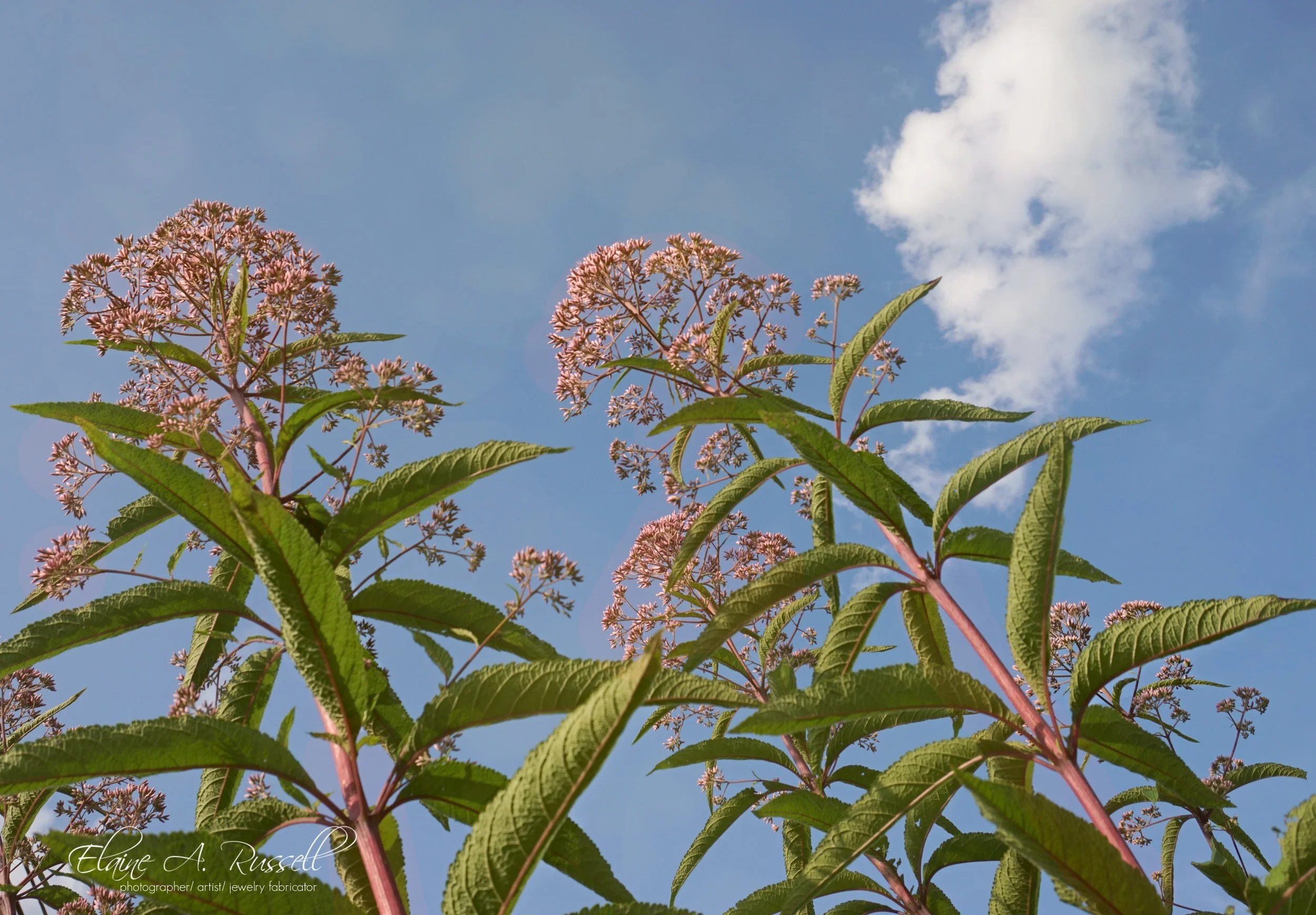 Milkweed2.jpg