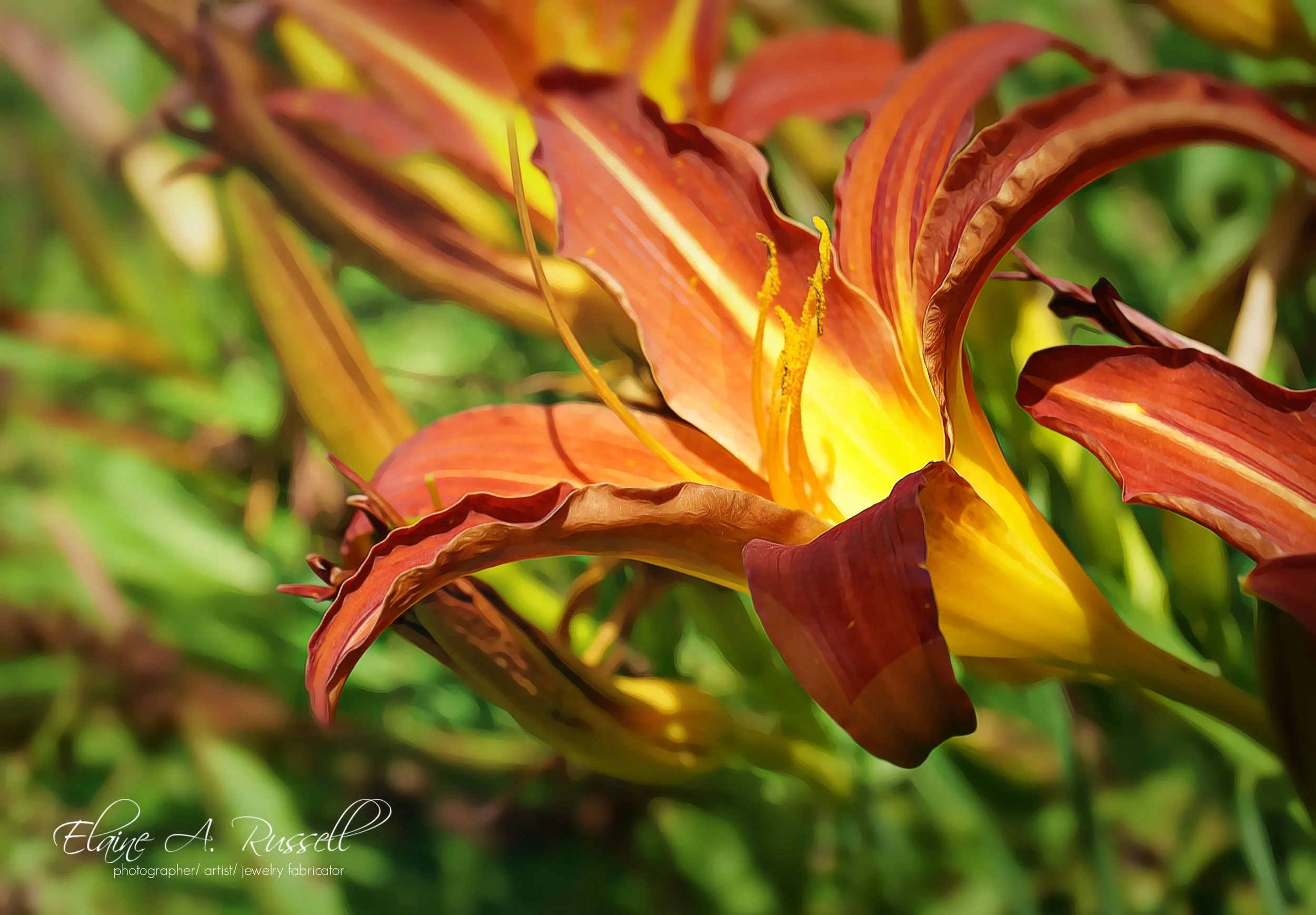 DayLily2.jpg