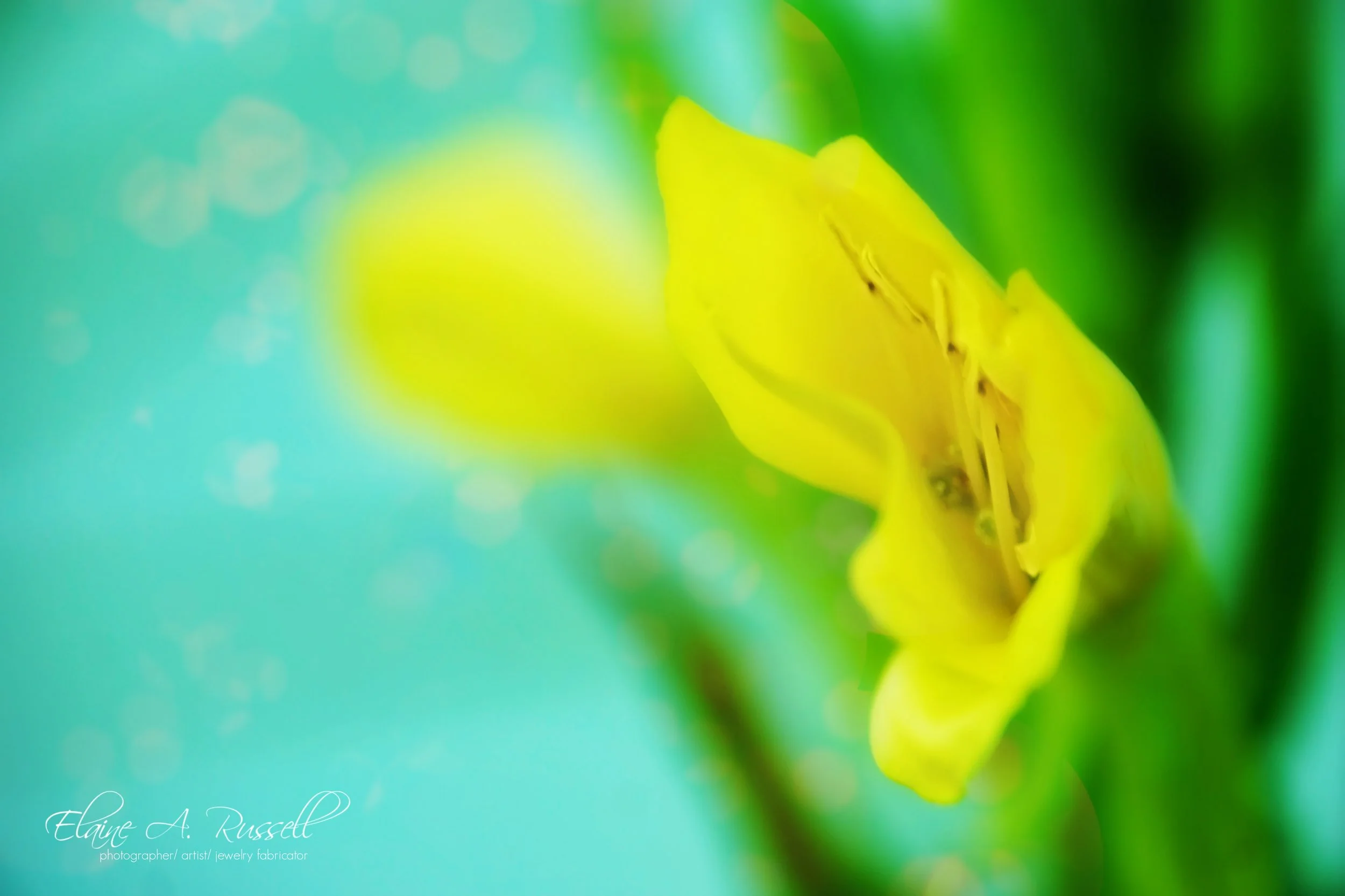 cowslip2.jpg