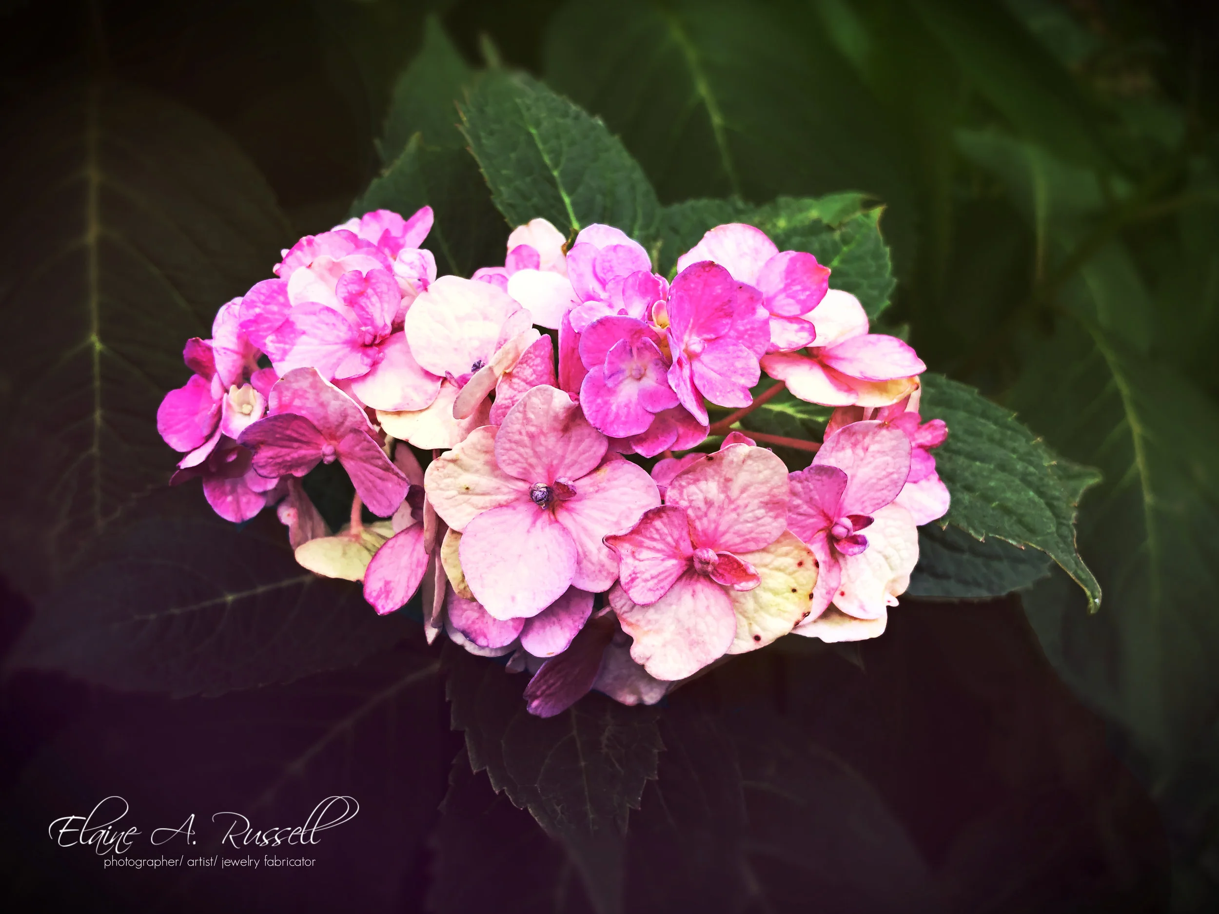 PinkHydrangea2.jpg