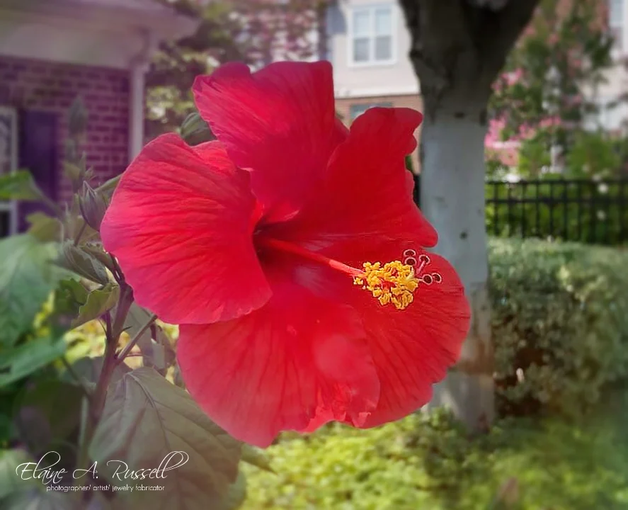 Hibiscus2.jpg